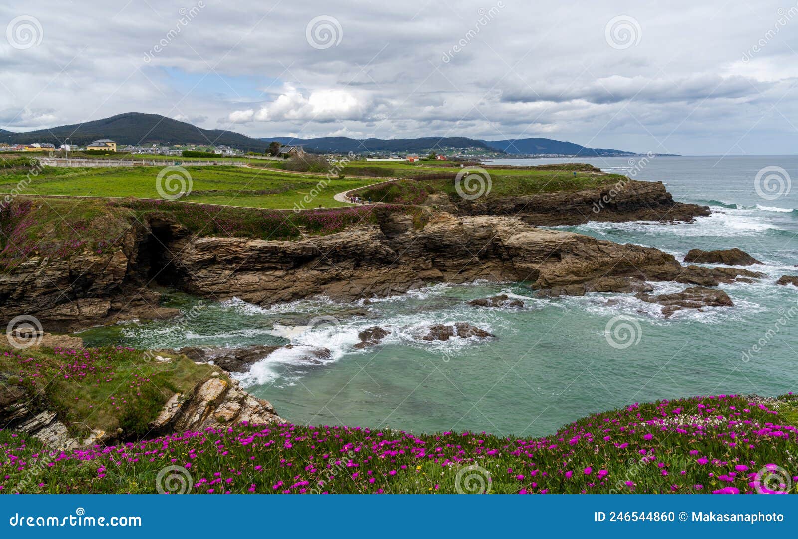 idyllic rocky cove with blossoming flowers on the coast of galicia with homes on the seashore