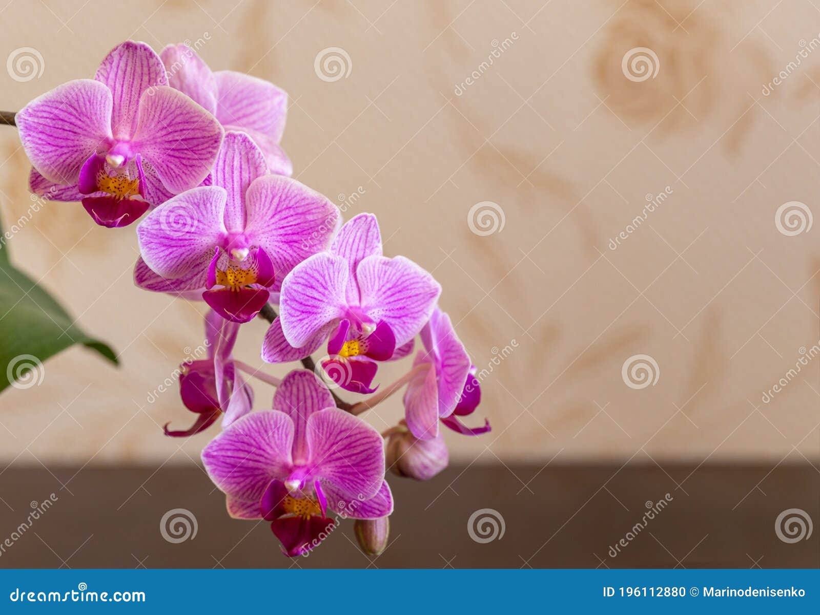 Foz Suave Belos Ramos De Mini Orquídeas Roxas Listradas Sogo Vivien. a  Orquídea Da Boca Da Falaenopse Está Localizada No Bege Embe Foto de Stock -  Imagem de decorativo, foco: 196112880