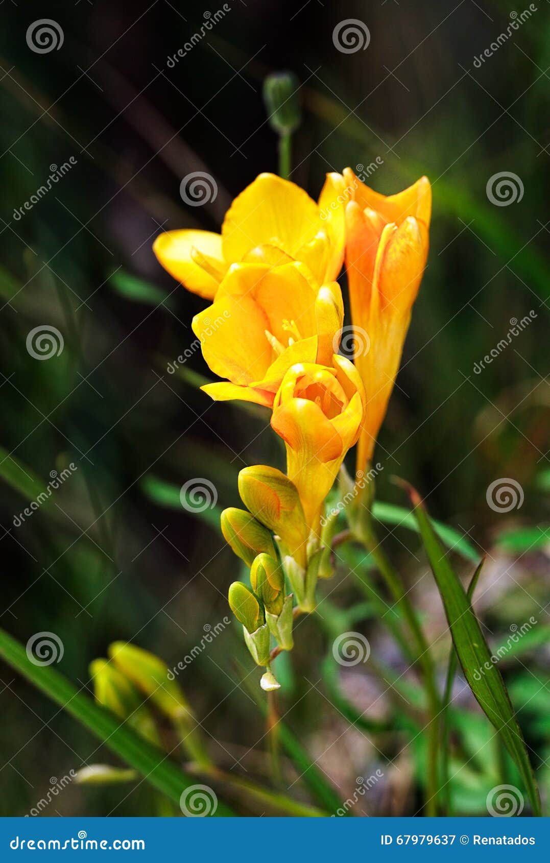 Frésia Amarela No Fundo Verde Obscuro Agradável, Frésia Natural, Flor  Maltesa, Flora Maltesa, Flora De Malta Imagem de Stock - Imagem de parque,  linha: 67979637