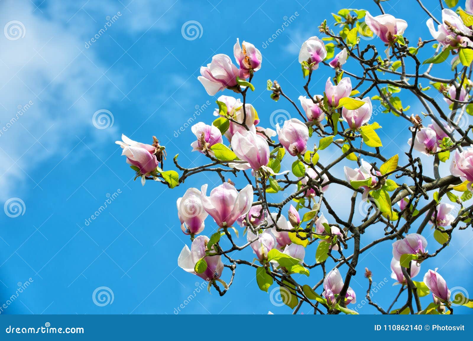 Fruhlingsblute Natur Schonheit Stockfoto Bild Von Schonheit Natur