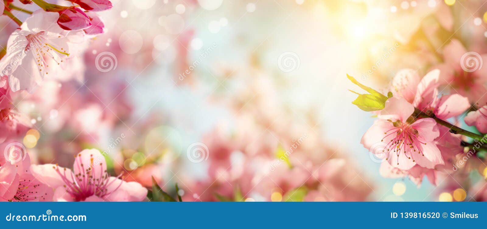 Fruhlingshintergrund Mit Schonen Kirschbluten Stockfoto Bild Von Hell Wecken 139816520