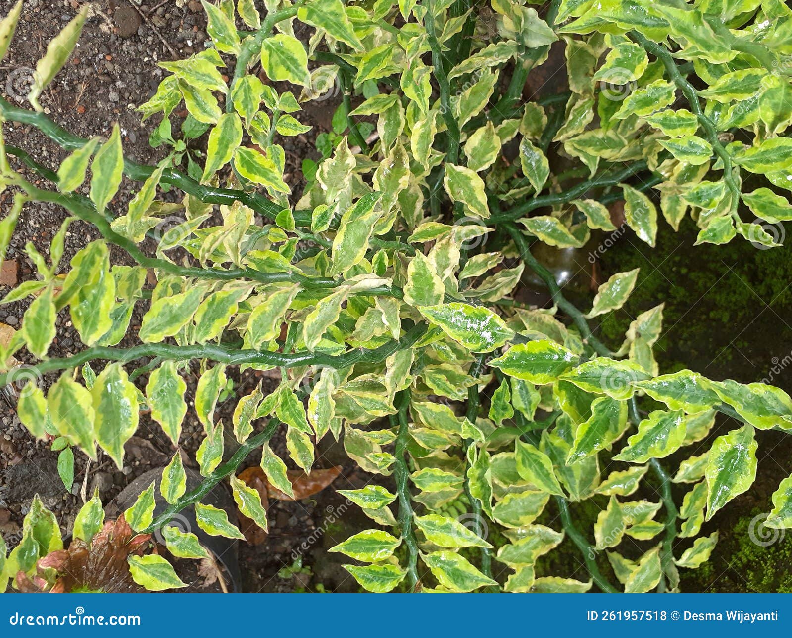 Fracture Plant Is A Shrub That Grows Upright. Stock Photography