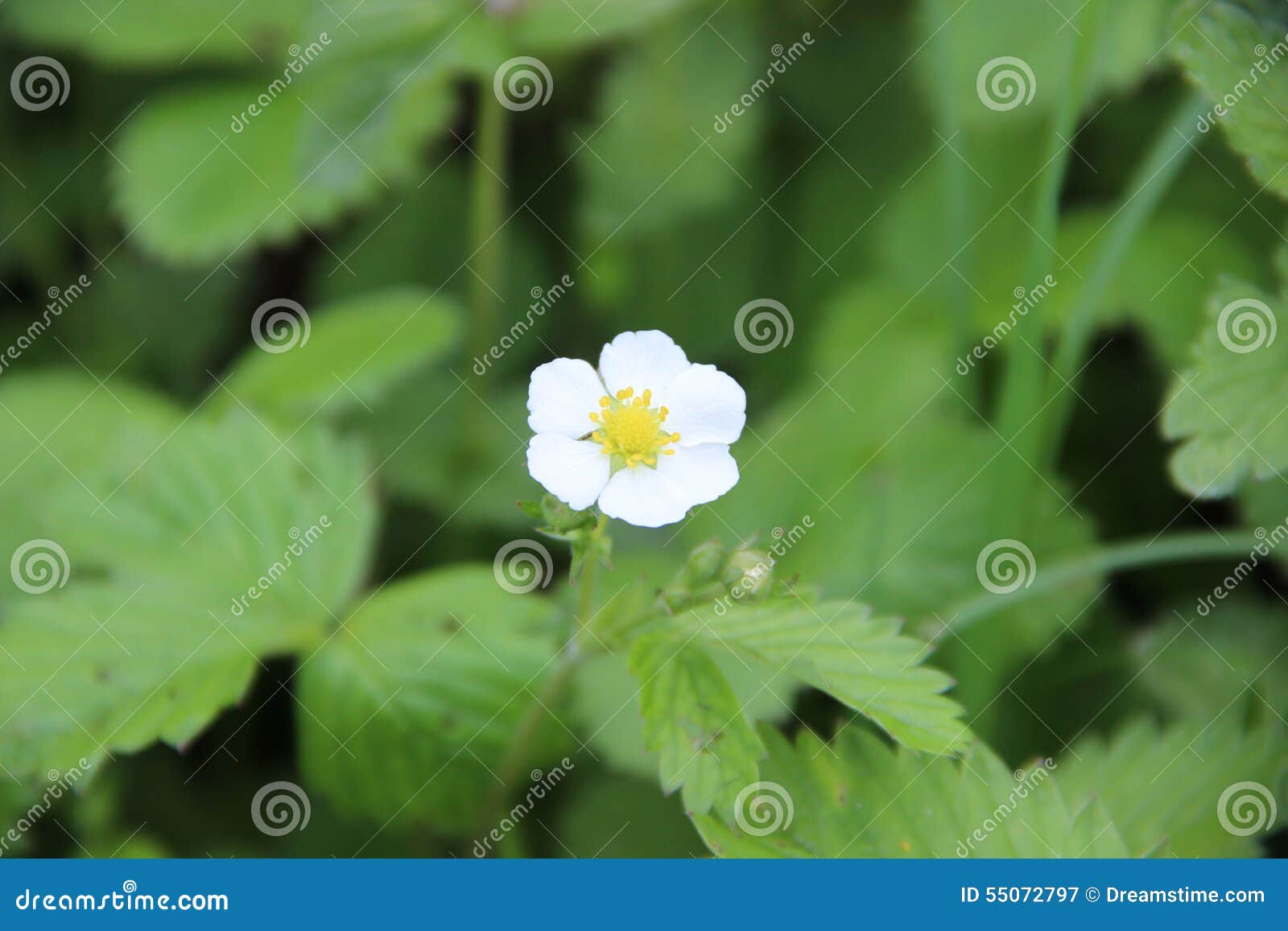 fragaria vesca, commonly called wild strawberry, woodland strawberry, alpine strawberry, european strawberry, or fraise des bois,