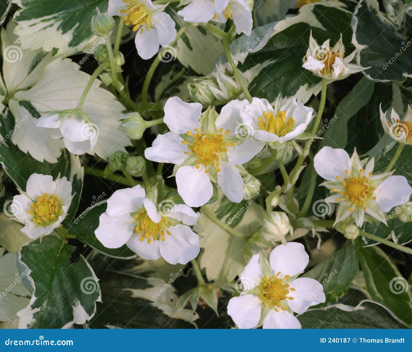 Fragaria vesca Variegata stock image. Image of anthers - 240187, image size:1600x1370
