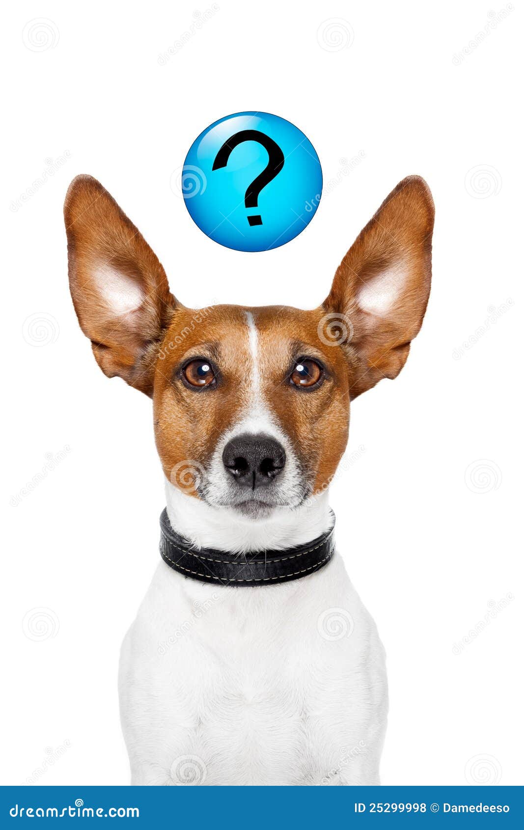 Fragen Sie Den Hund Lizenzfreie Stockfotos Bild 25299998