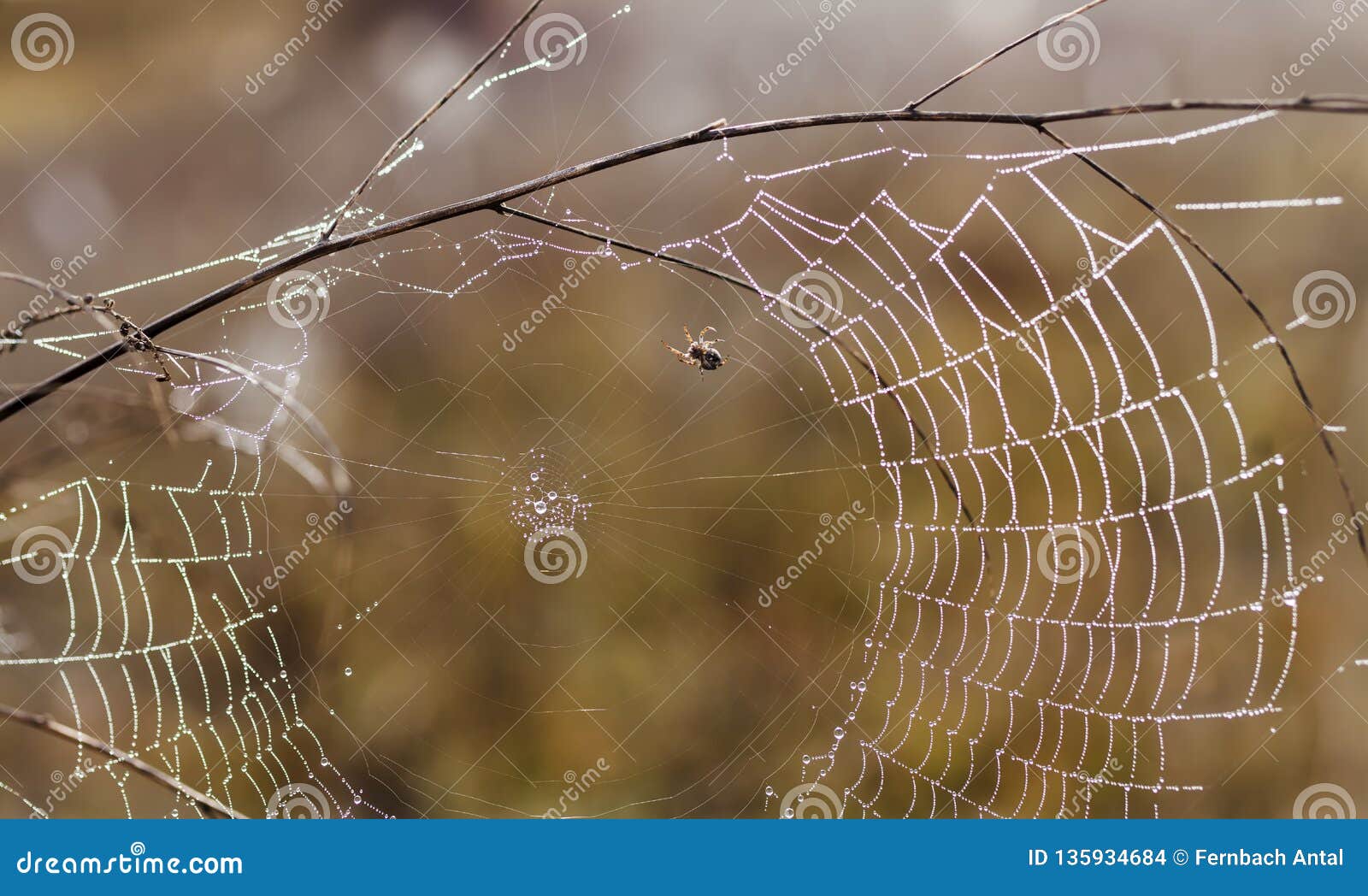 fragile spider net in early in a foggy wet and cold morning
