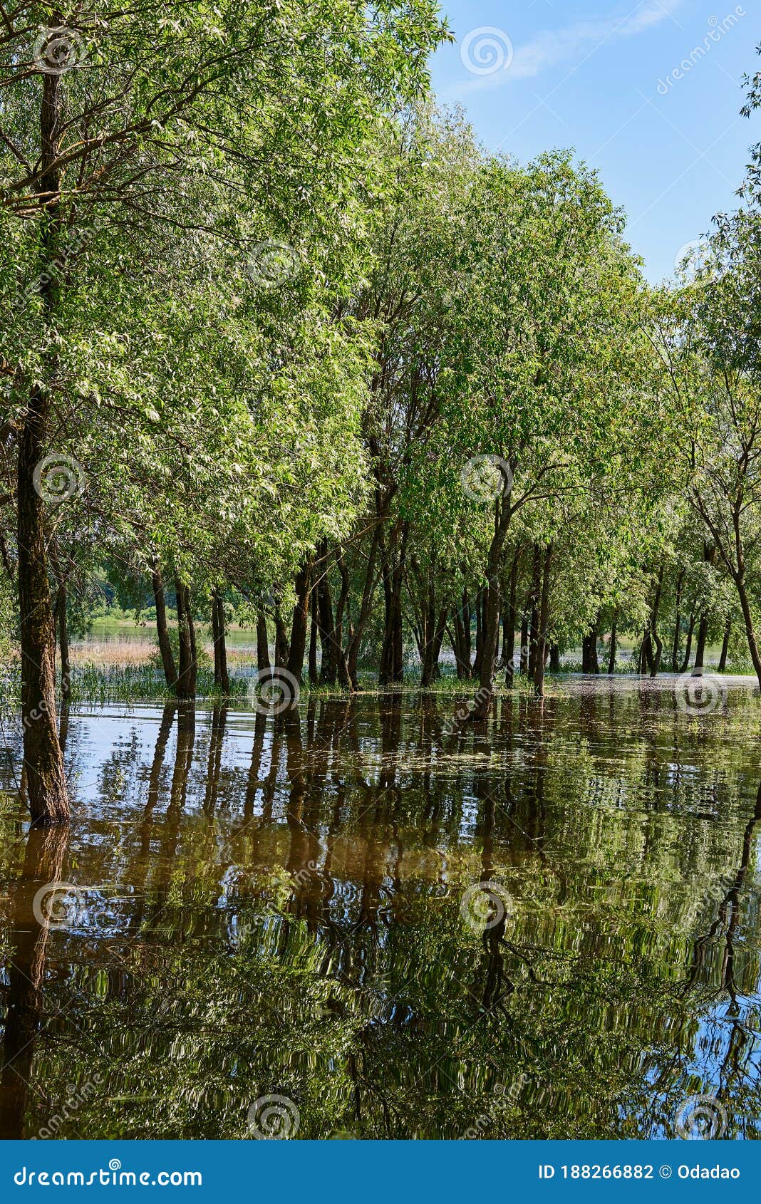 Fragile Willows are Reflected in the Water. Trees Grow Out of Water
