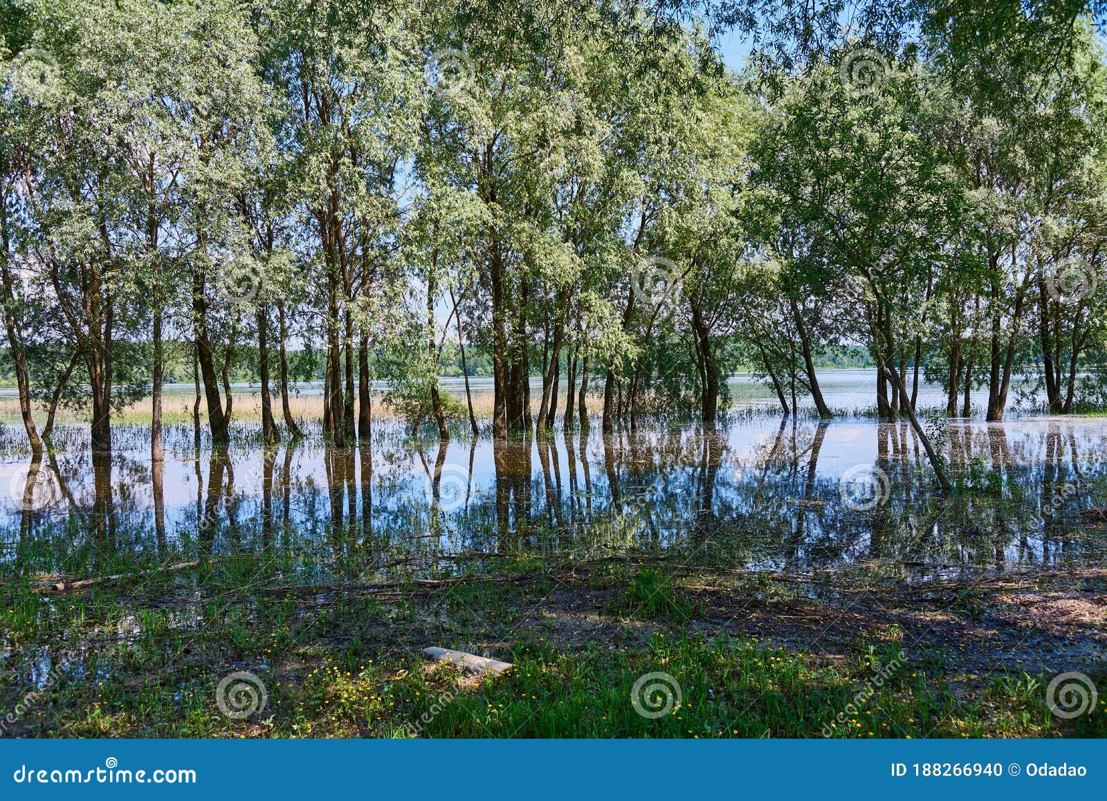 Fragile Willows are Reflected in the Water. Trees Grow Out of Water