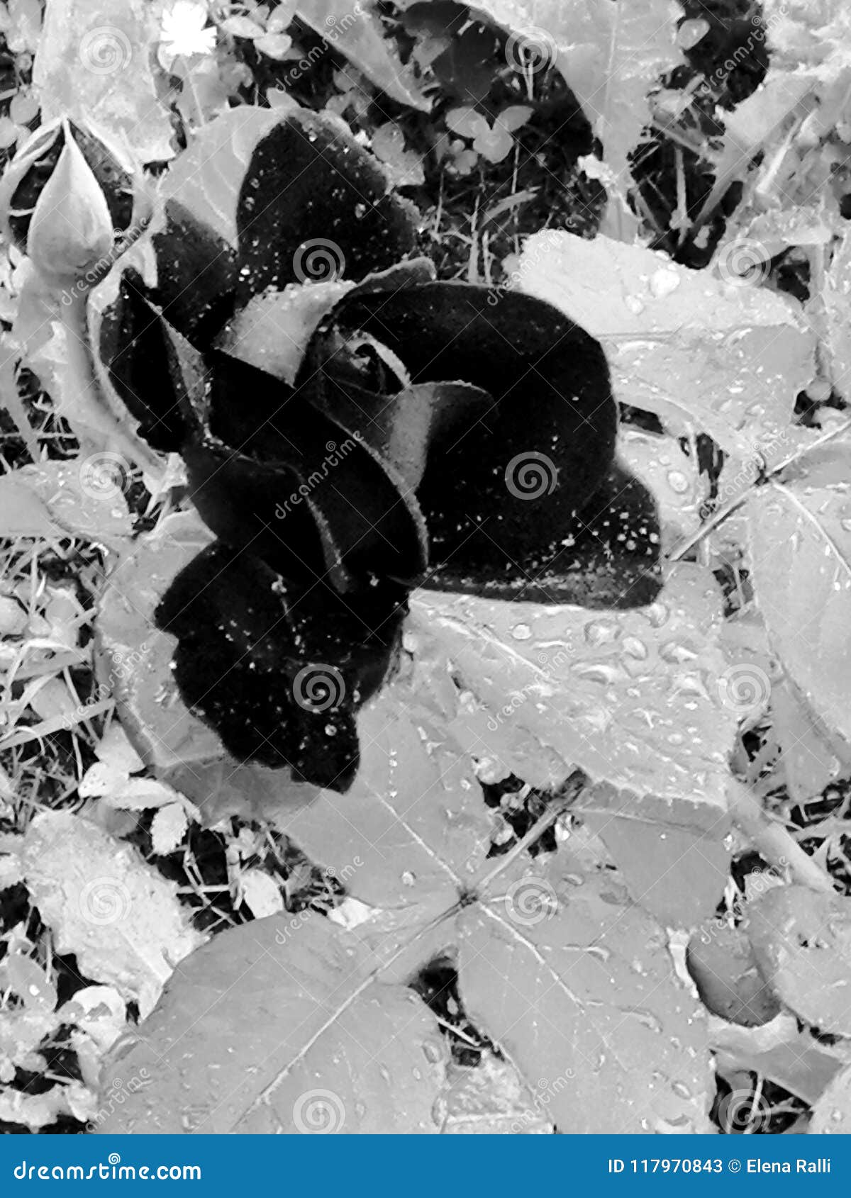 Fragility stock image. Image of resilient, rose, fragility 117970843