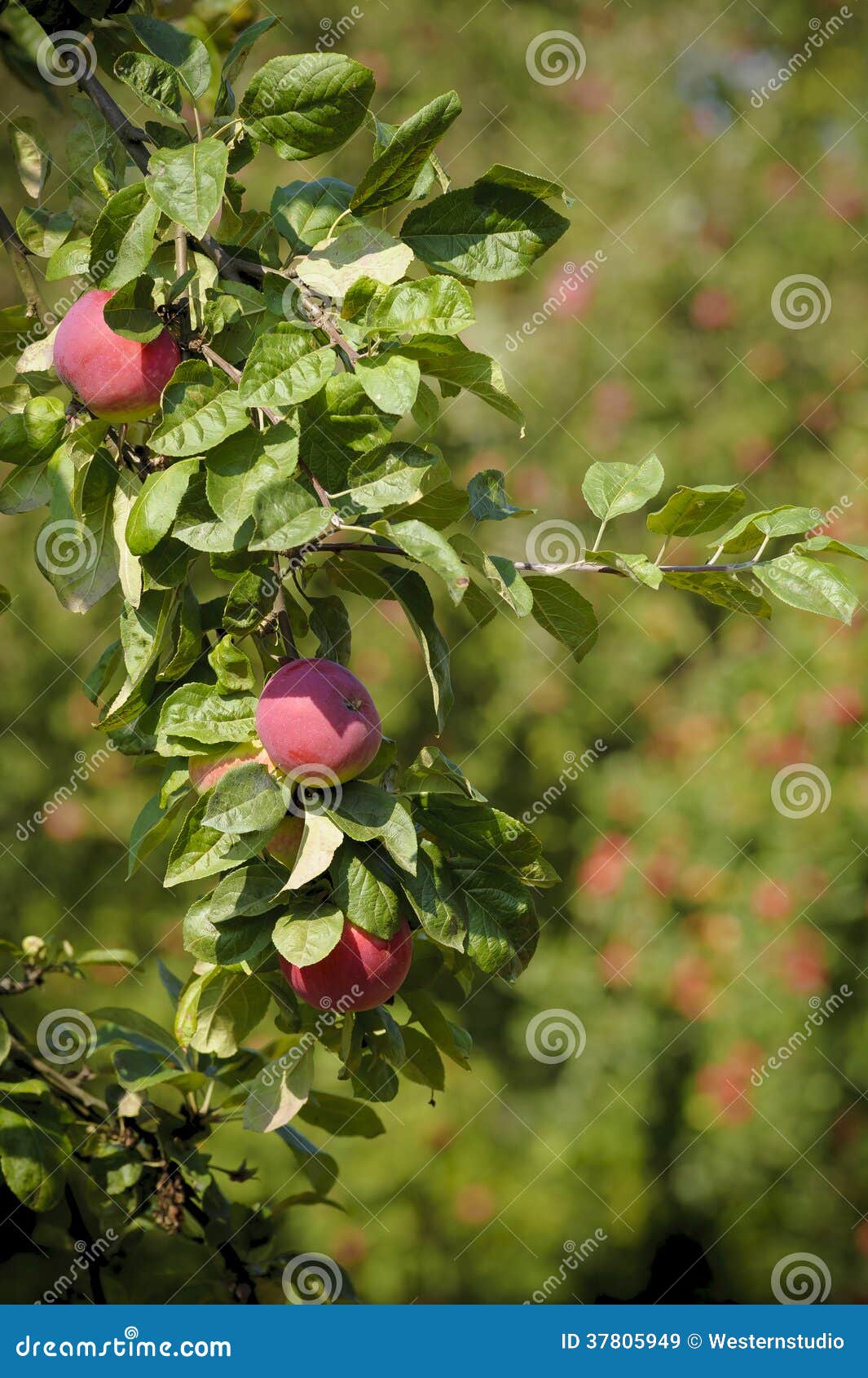 A Fragment of an Apple Tree with Leaves and Red Apples. Stock Image