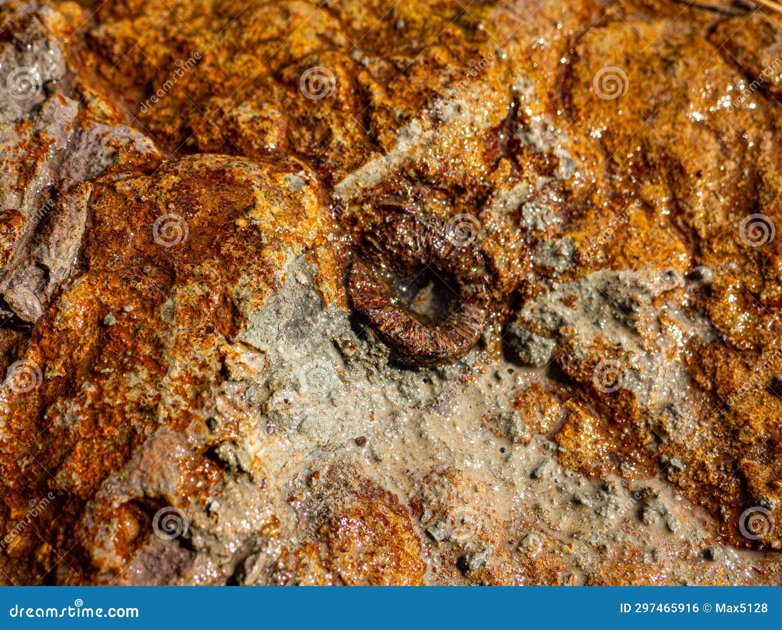 fragment of belemnite in a limestone slab