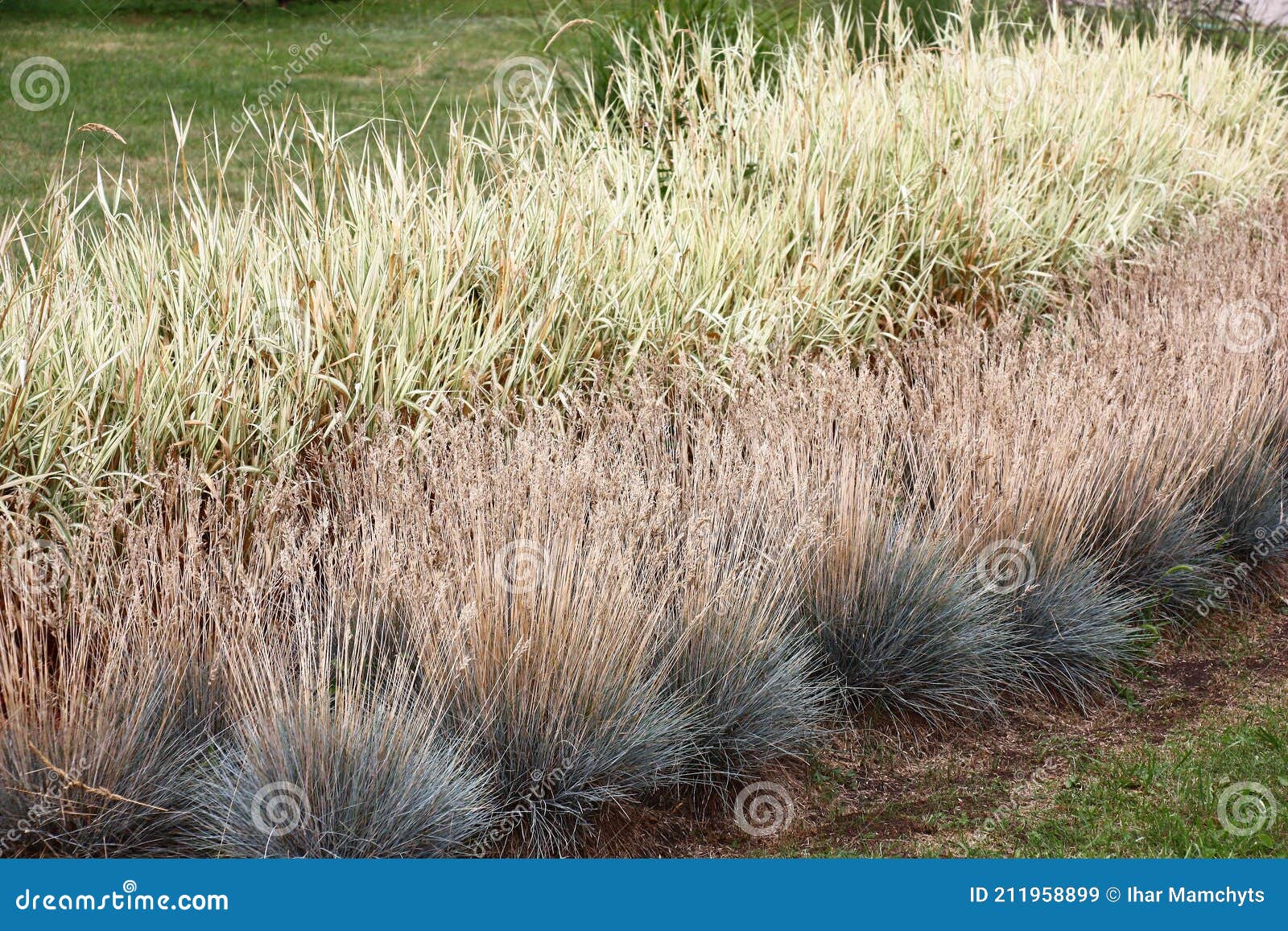 calamagrostis epigeios and festuca glauca.