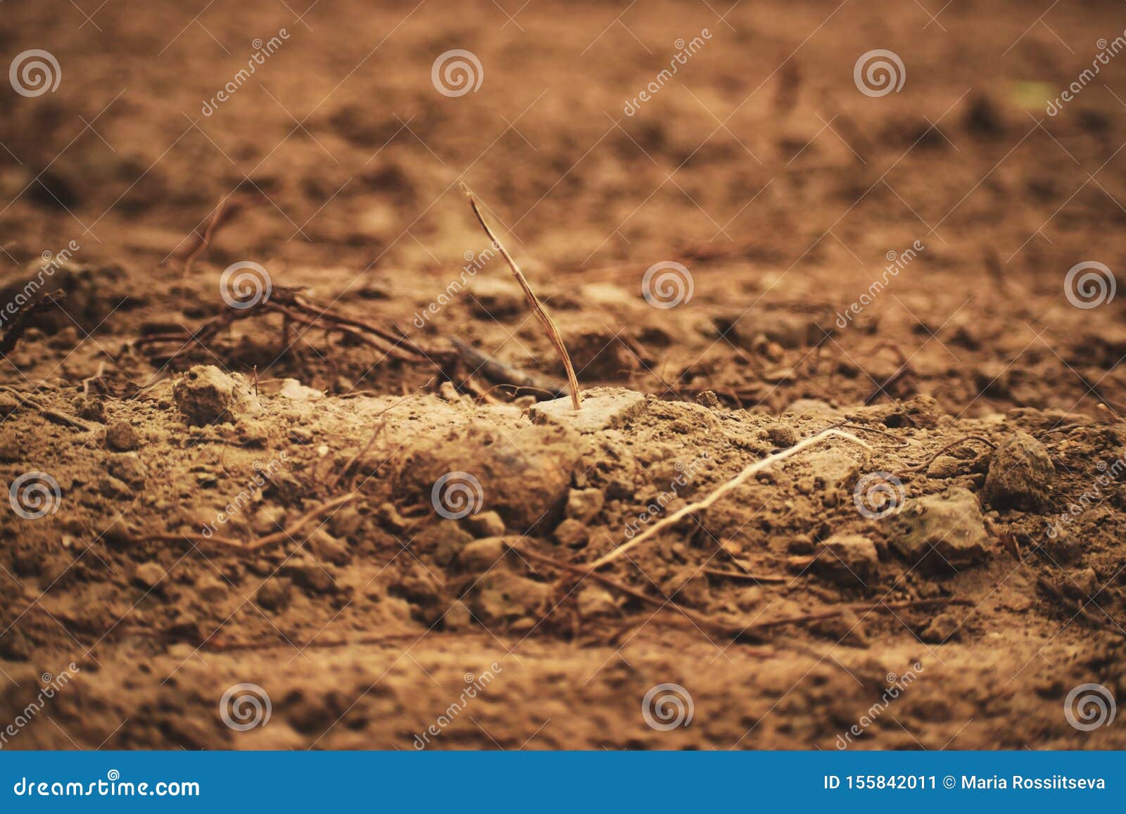 fragment of an empty autumn field