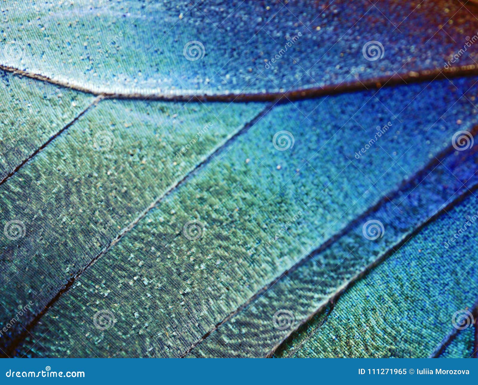 a fragment of a wing of the blue morpho butterfly, high magnification.