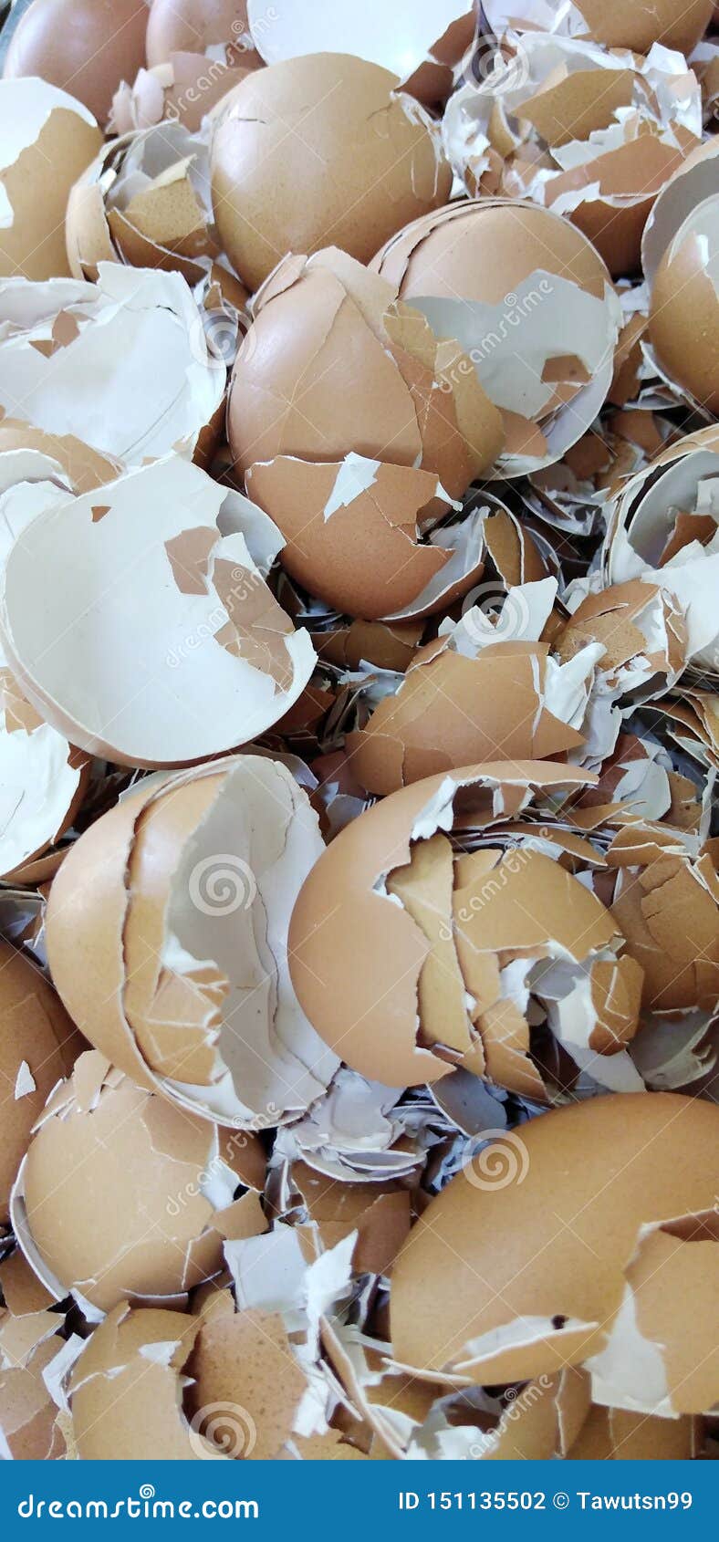 Eggshell that is Used To Make Agricultural Fertilizer Stock Photo