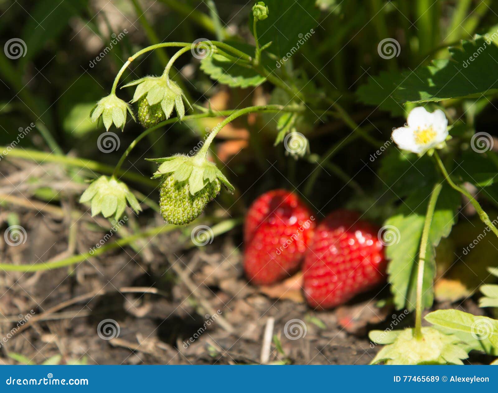 Fragole rosse e mature nel giardino - foto di estate