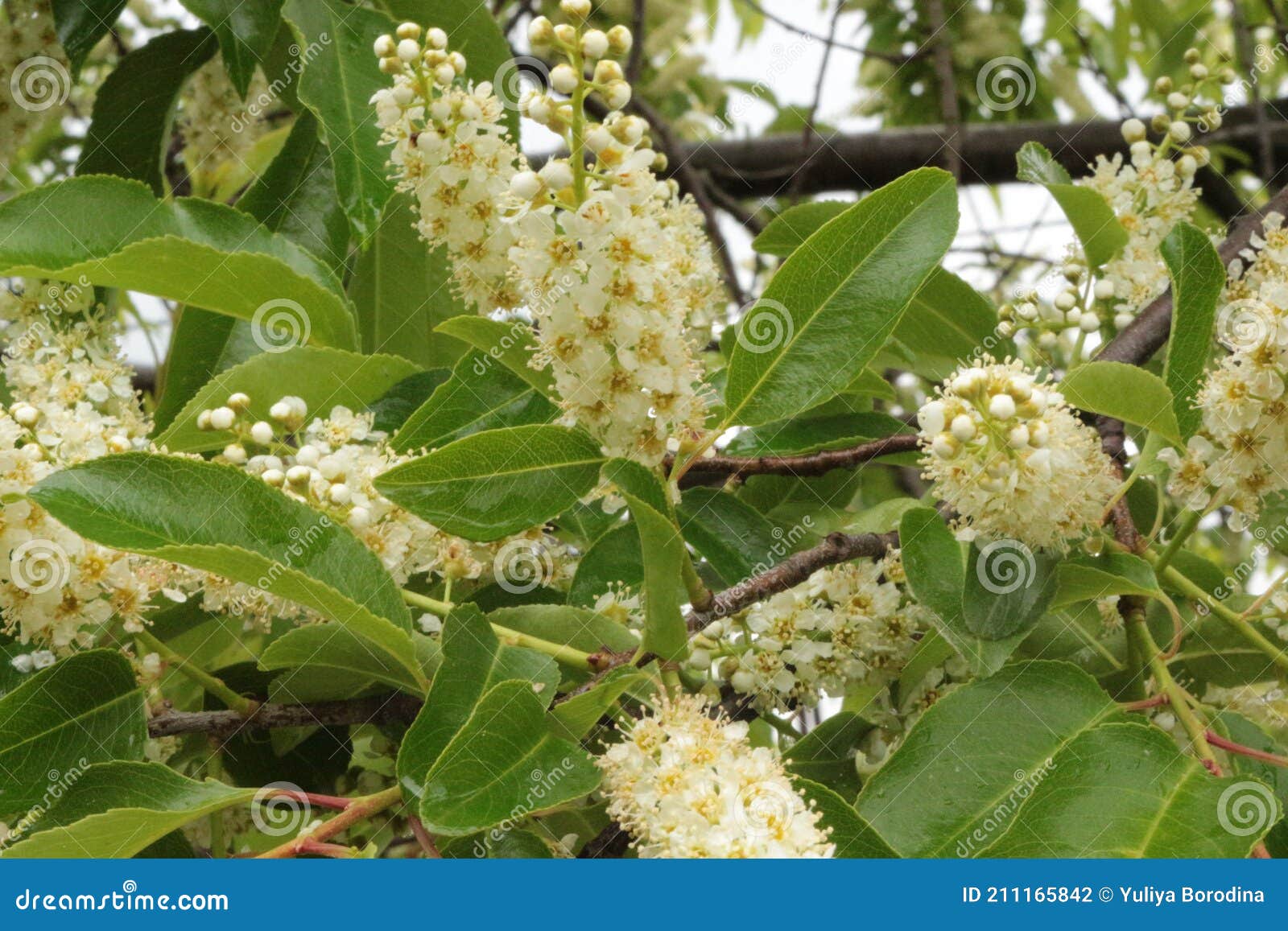 Fragrant Bird Cherry Inflorescences Bloom on the Tree in Spring Stock ...