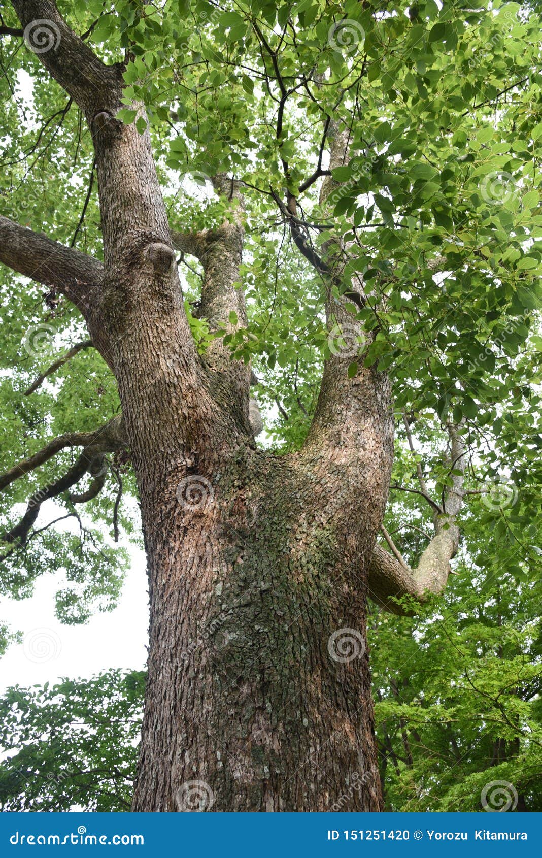 Camphor tree stock photo. Image of bark, religion, herbal 151251420