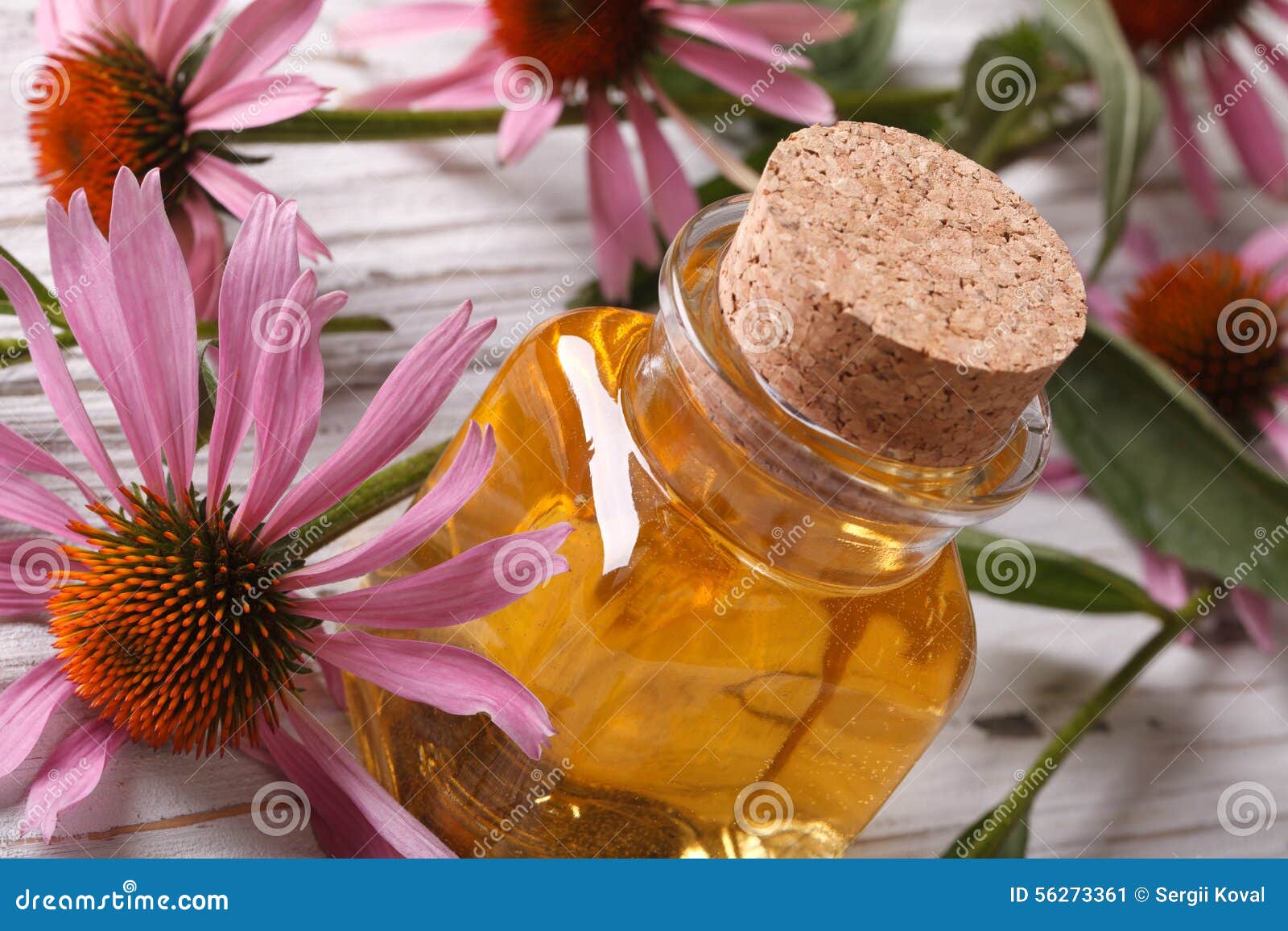 Fragrant Essence of Echinacea Purpurea Closeup Horizontal Stock Image