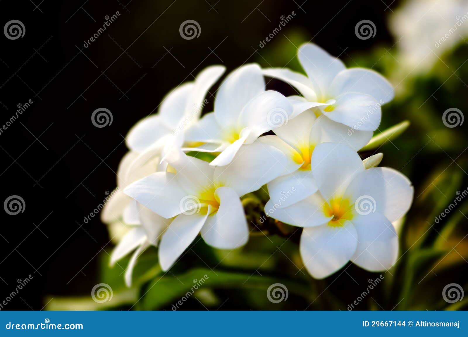 Fragrant Frangipani Cluster Highlighted By Dark Leaf Background Royalty