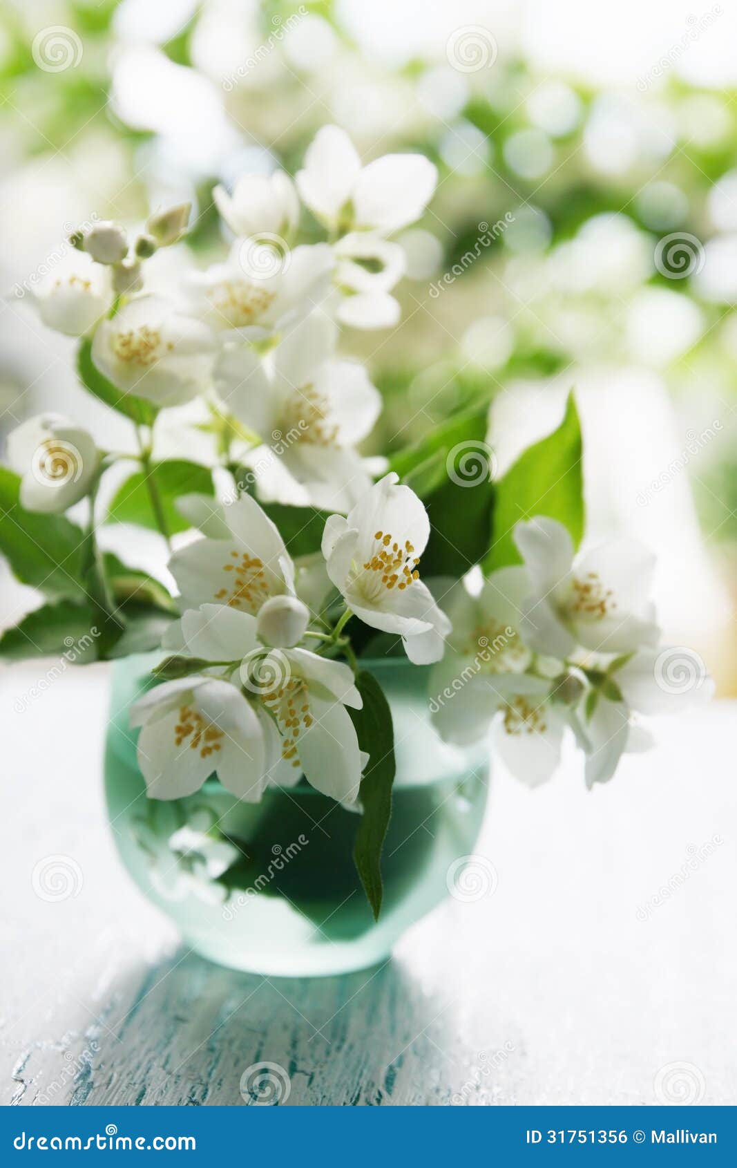 Fragrant jasmine bouquet stock photo. Image of bush, jessamine 31751356