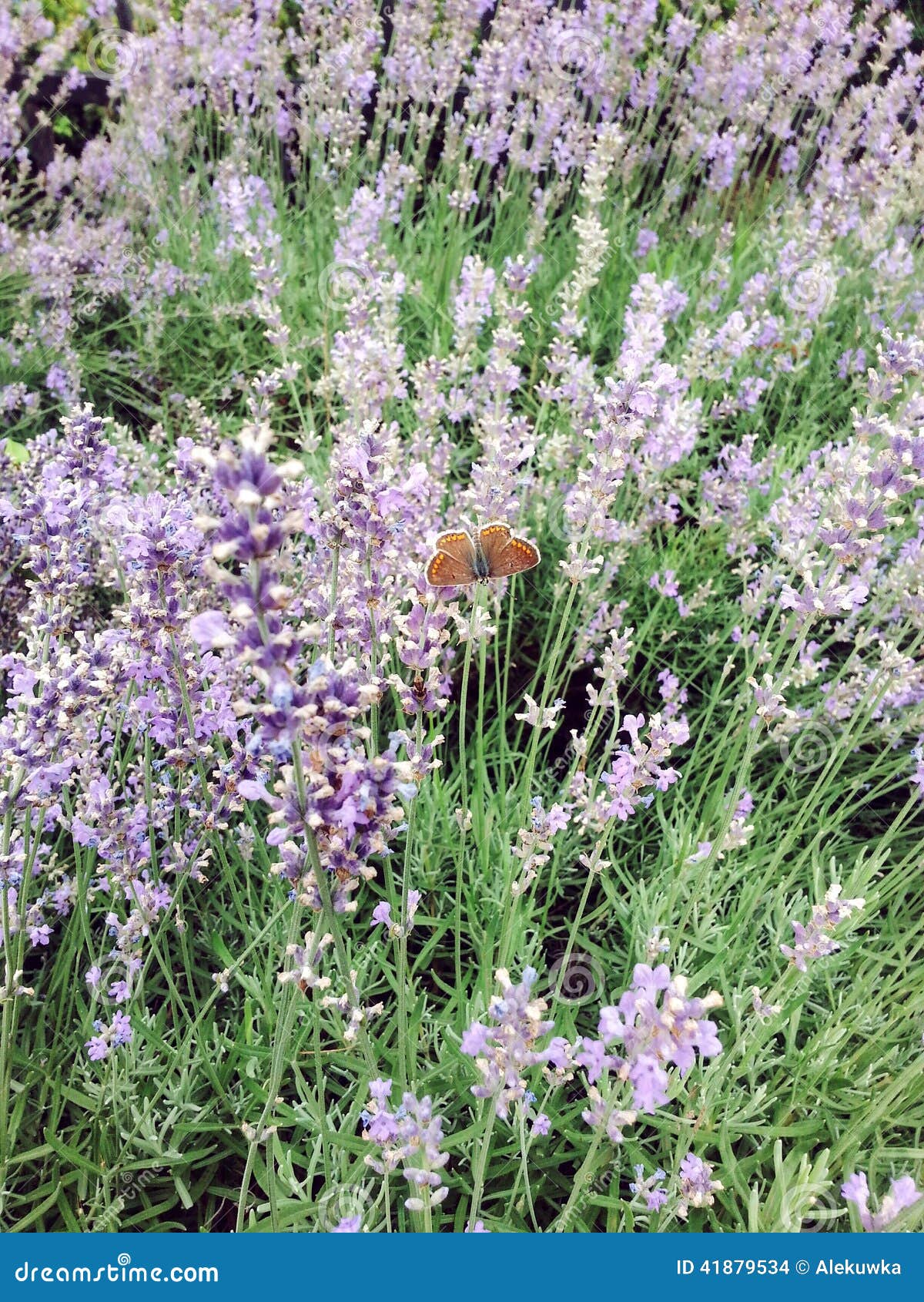Fragrant lavender stock photo. Image of farmland, aromatic 41879534