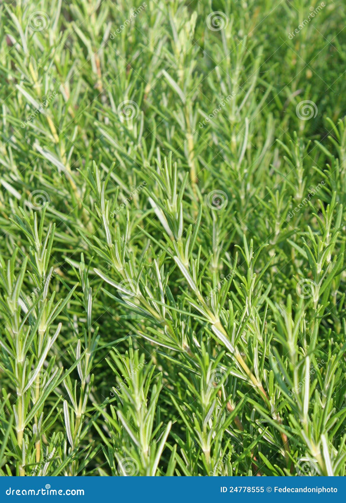 Fragrant Leaves of Rosemary for Flavor a Roast Stock Image Image of oregano, roast 24778555