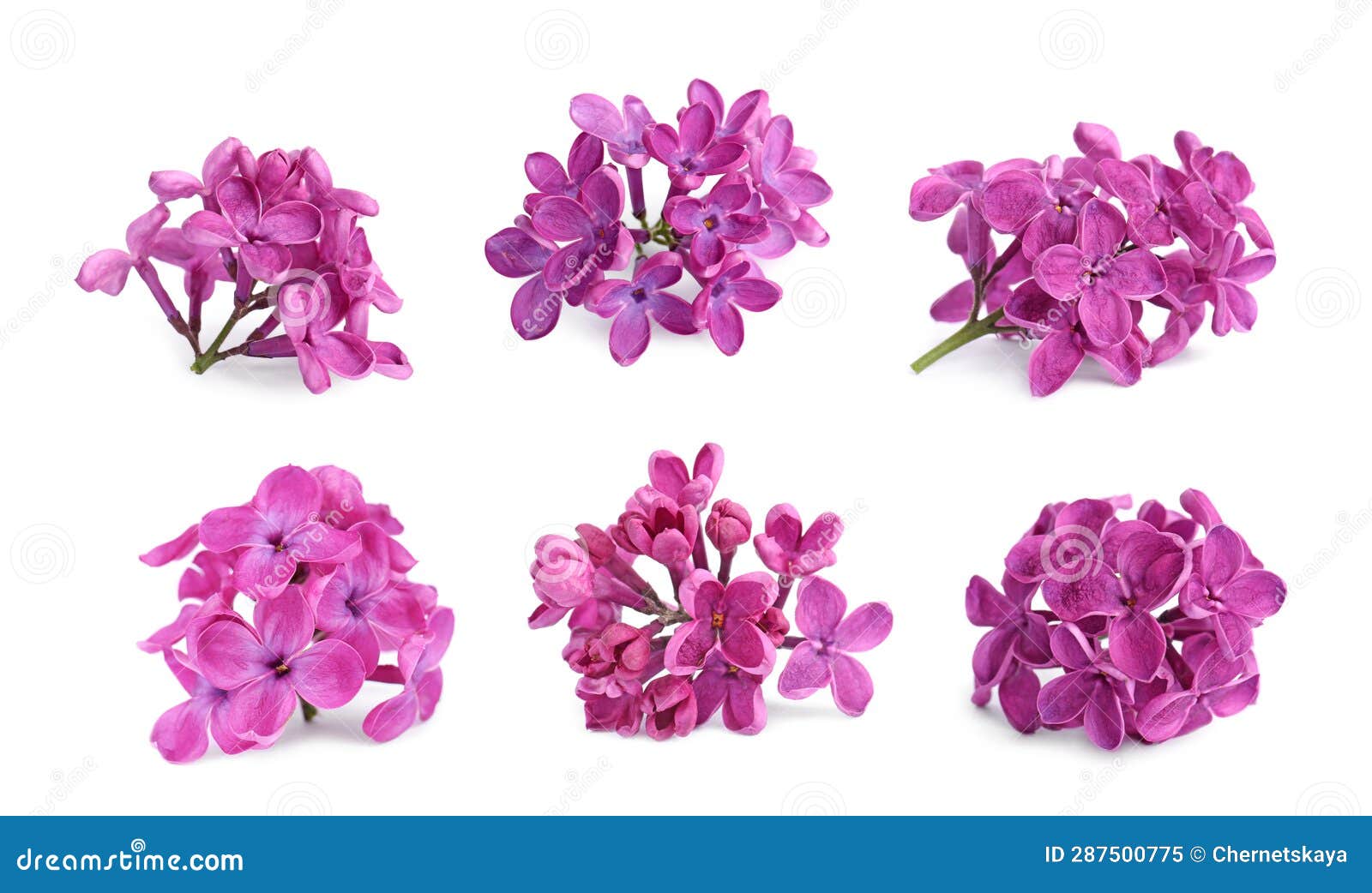 Fragrant Lilac Flowers Isolated on White, Set Stock Image Image of