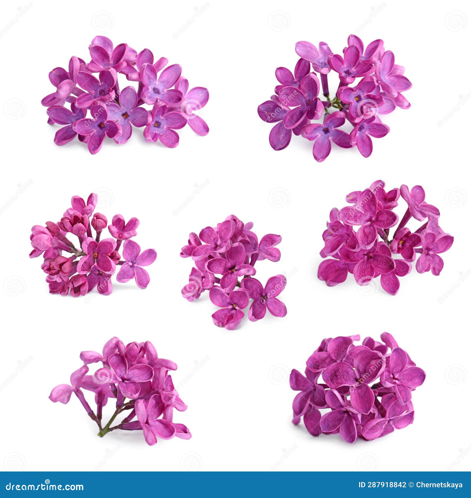 Fragrant Lilac Flowers Isolated on White, Set Stock Photo Image of