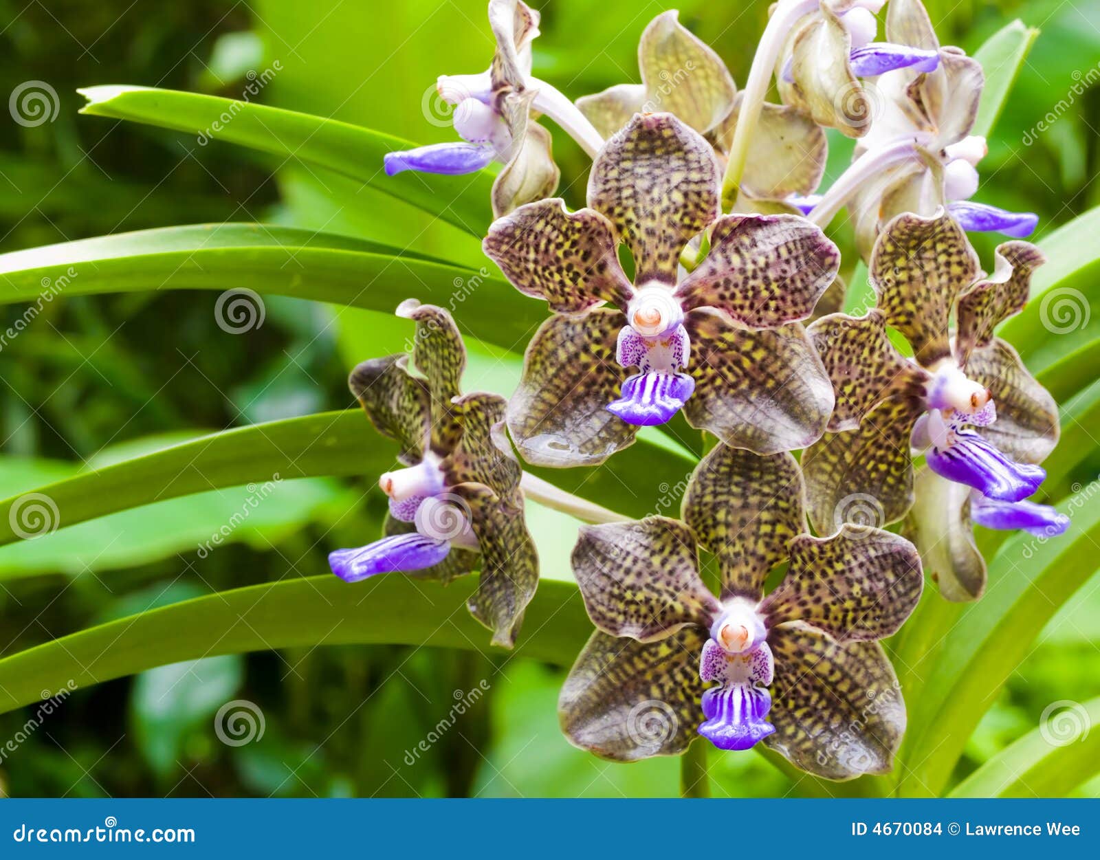 Fragrant orchid stock photo. Image of palmer, gardens - 4670084