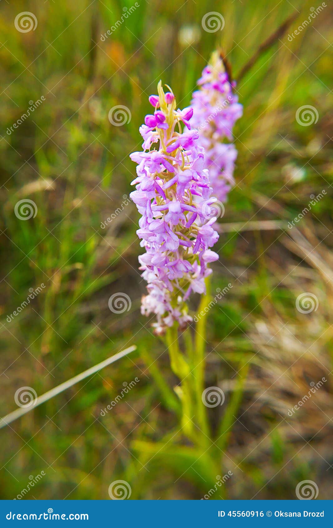 Fragrant orchid stock photo. Image of conopsea, lilac - 45560916