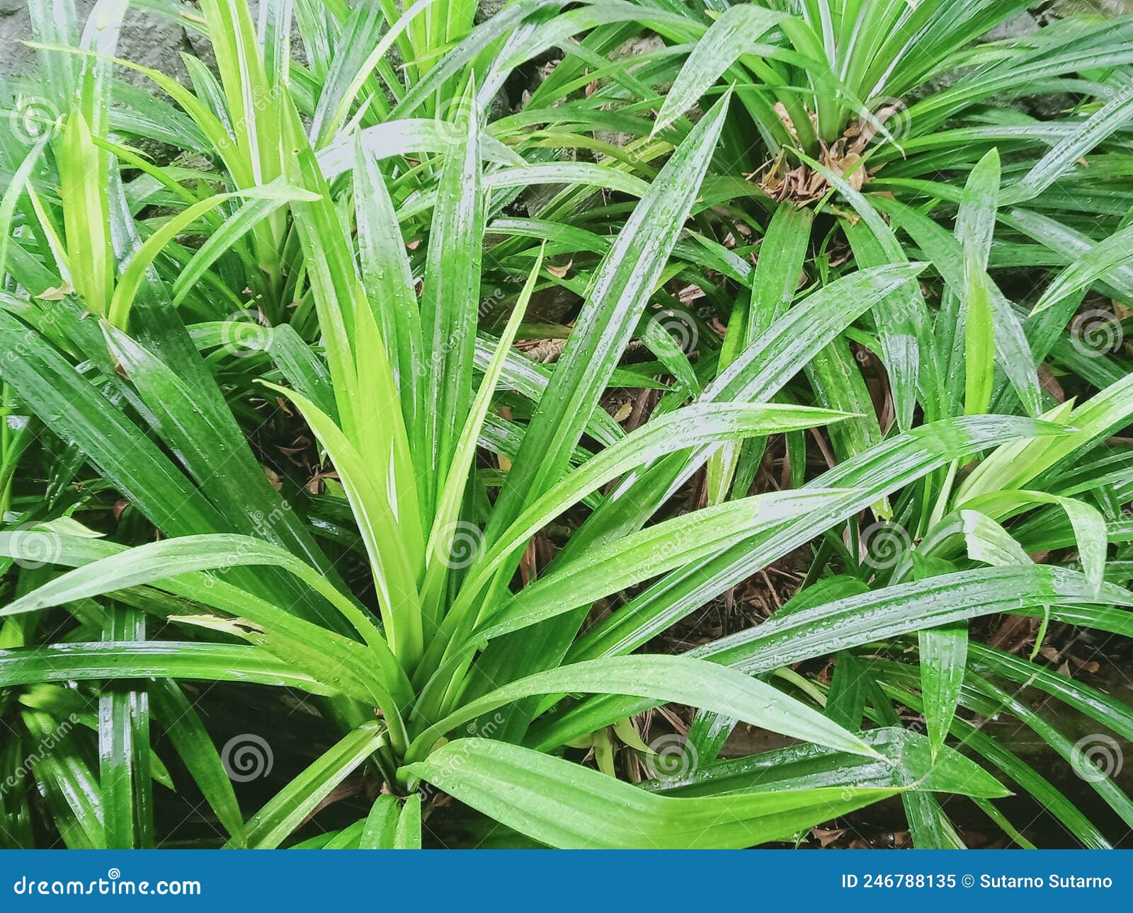 Fragrant Pandan Plant in the Garden Stock Image Image of green, grass