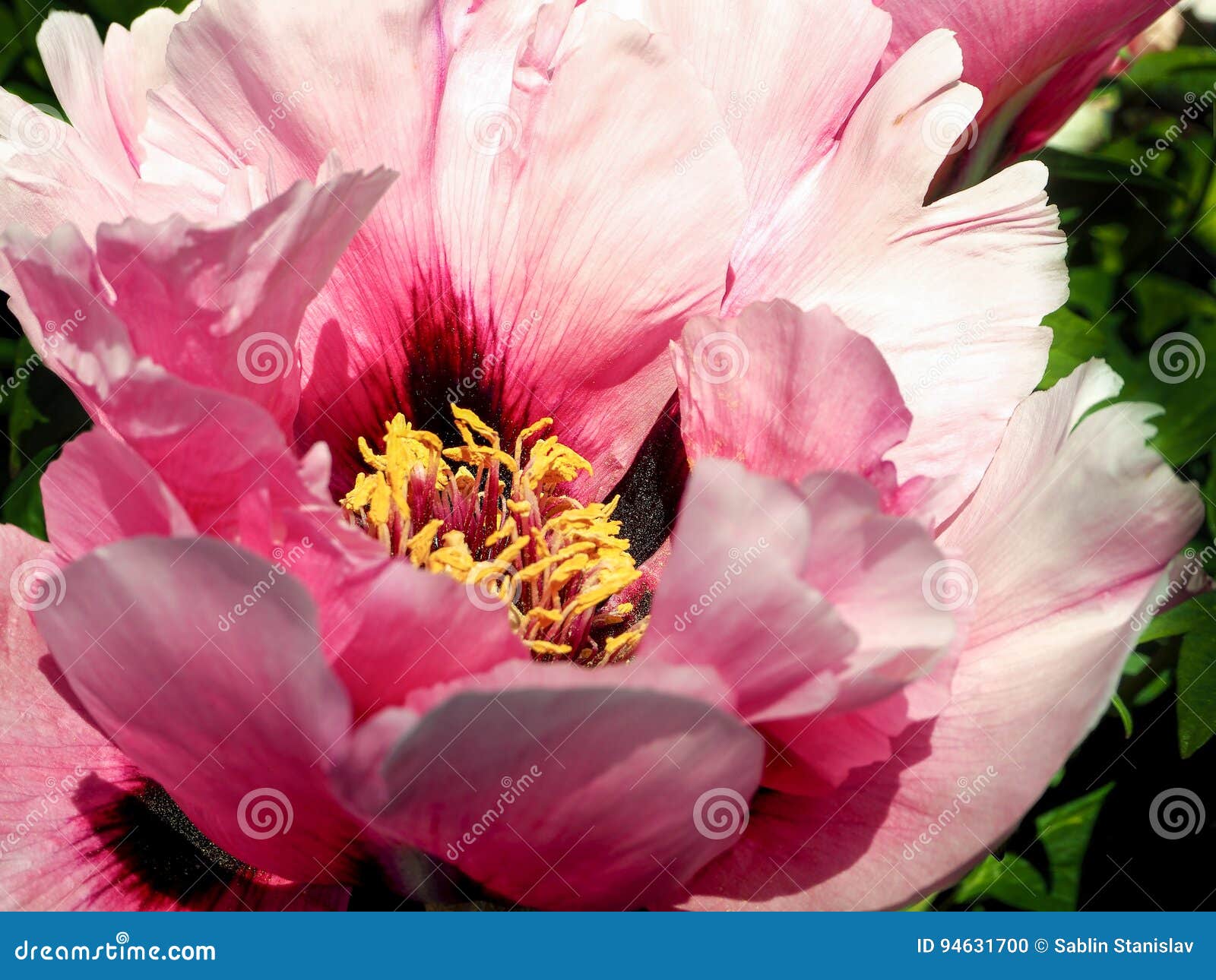 Fragrant Pink Peony Closeup. Floral Background. Stock Photo Image of botanical, abstract 94631700