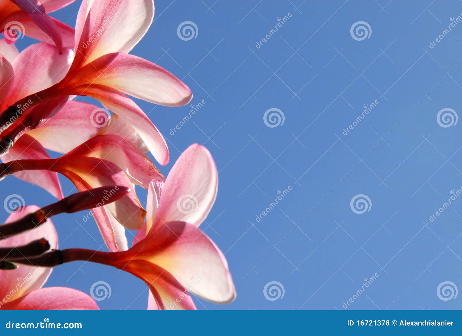 fragrant plumeria flower