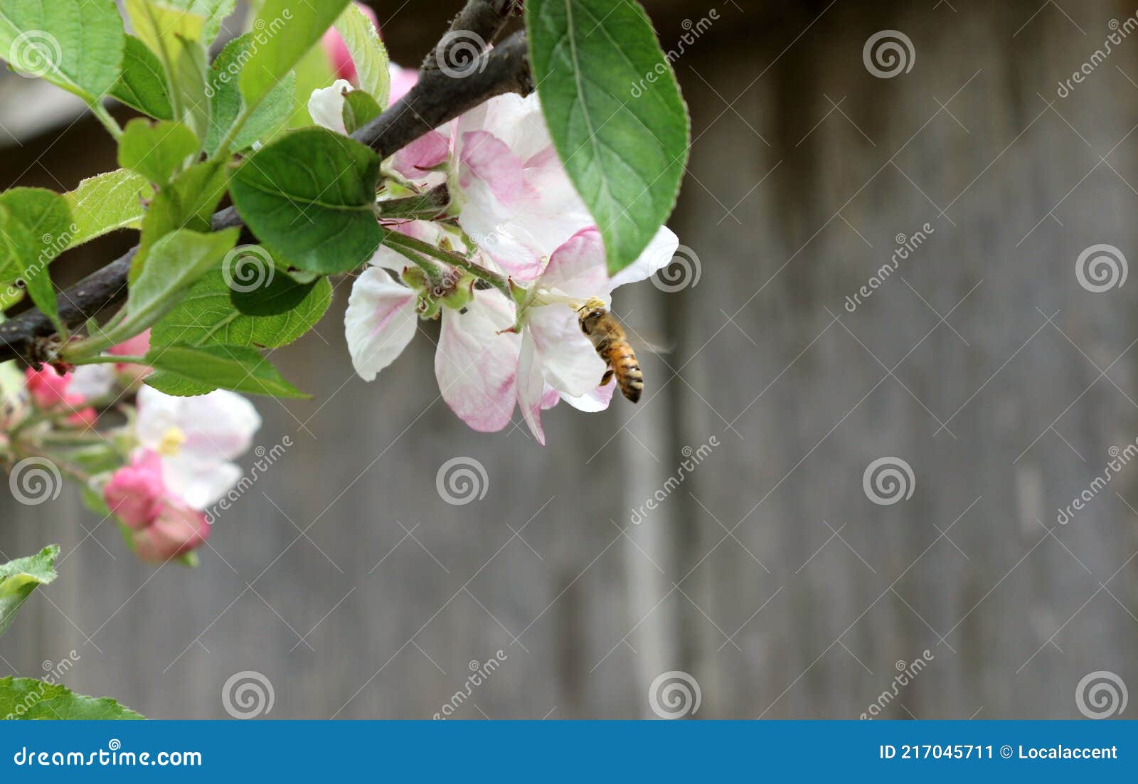A Bee Sips Nectar from Delicate, Beautiful Pink and White Apple