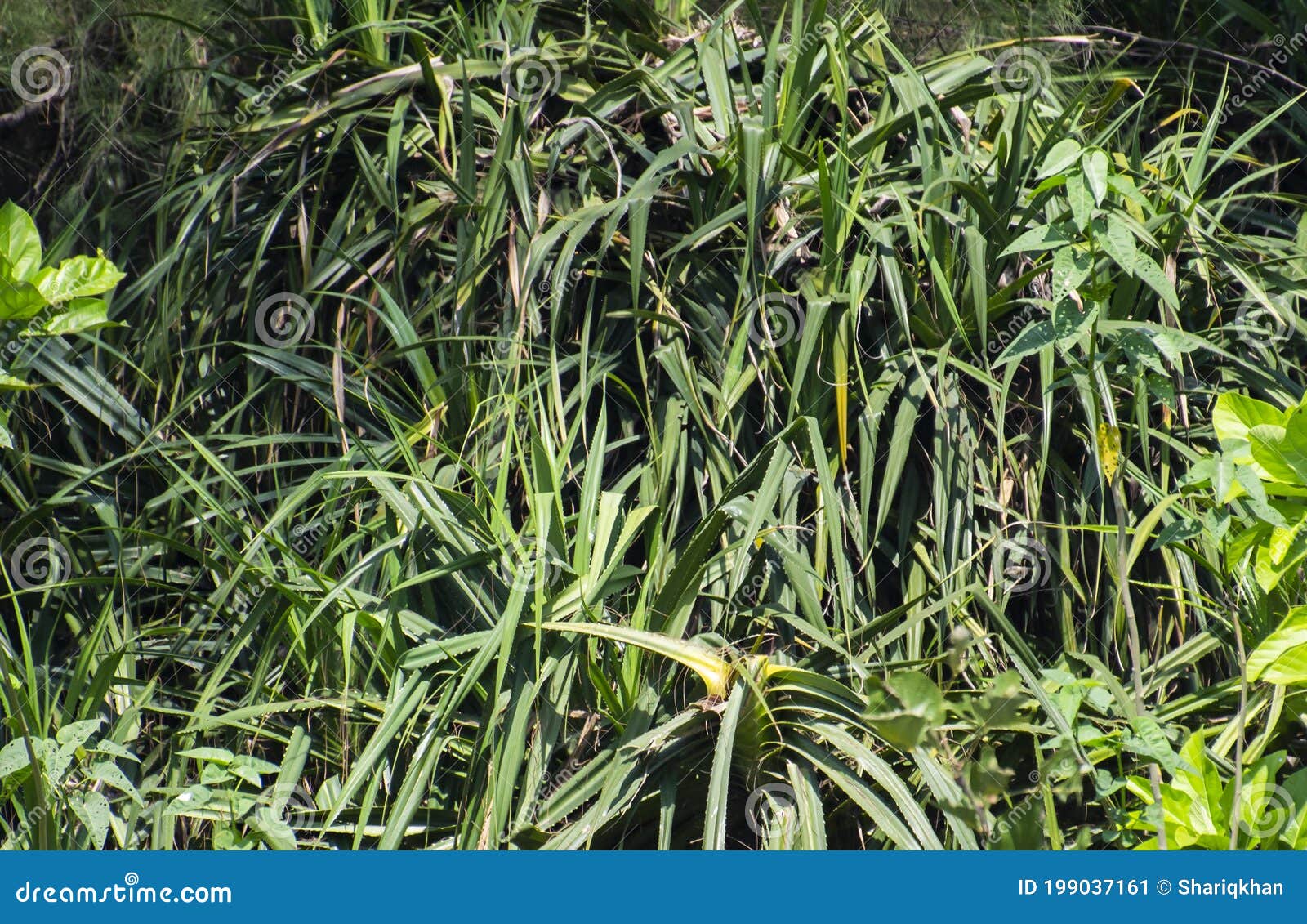 fragrant screw pine or kewra or kevda pandanus odorifer  trees