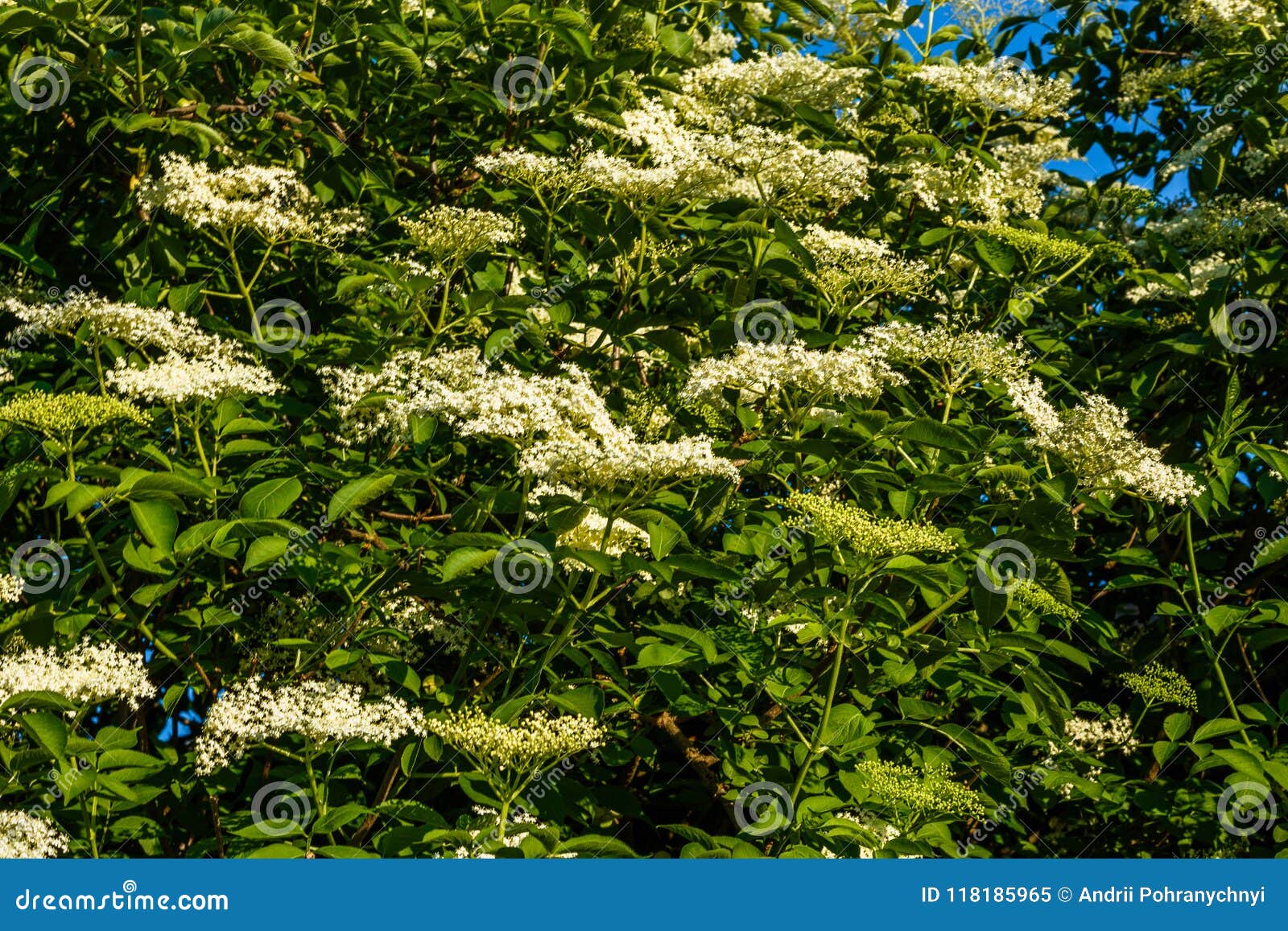 Fragrant White Elderberry Flower on a Blurry Background Stock Image