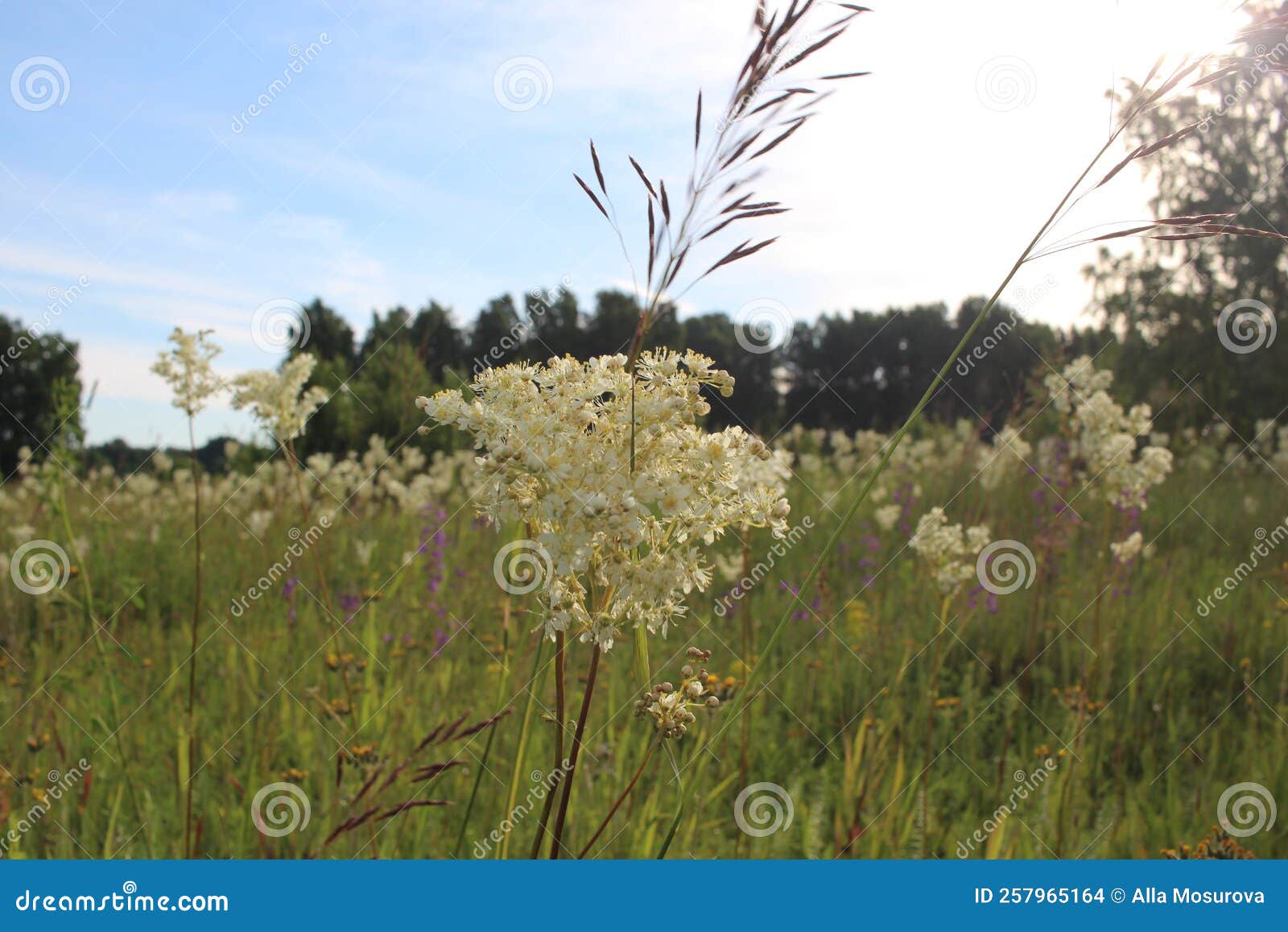 Fragrant White Flowers Grow in the Forest in Summer Stock Photo Image
