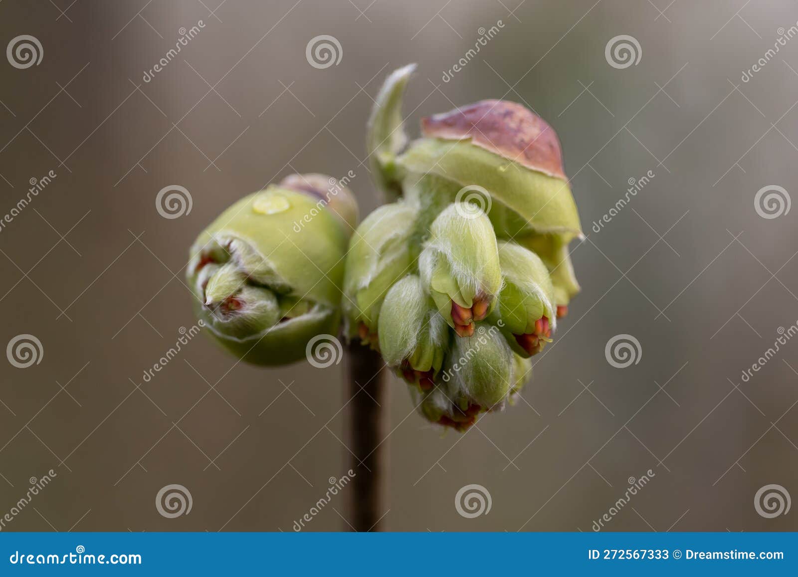 fragrant winter-hazel corylopsis sinensis f. veitchiana, flowers
