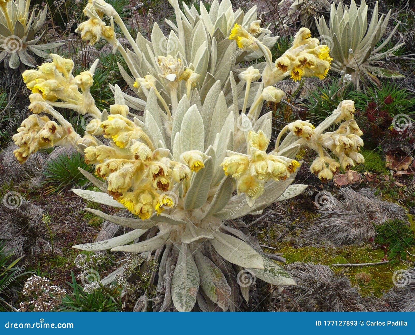 Frailejon flower stock image. Image of moorland, plants 177127893