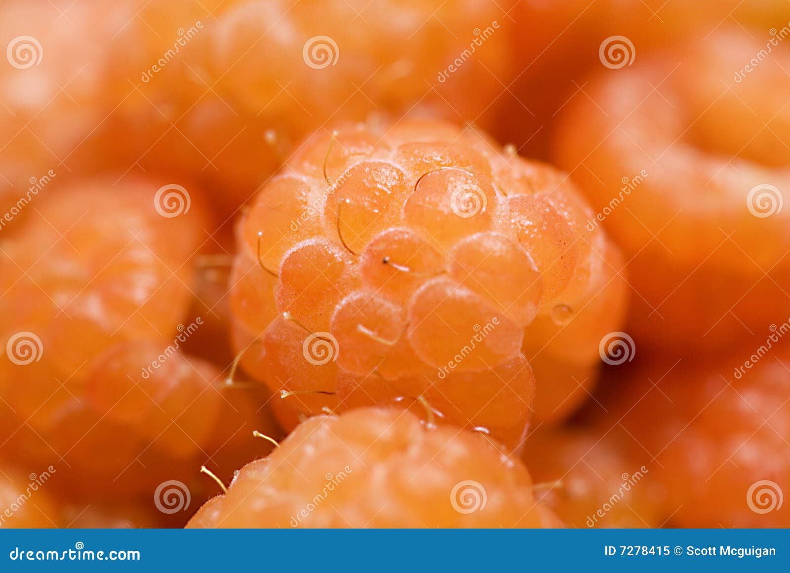 Framboises oranges image stock. Image du batterie, savoureux 7278415