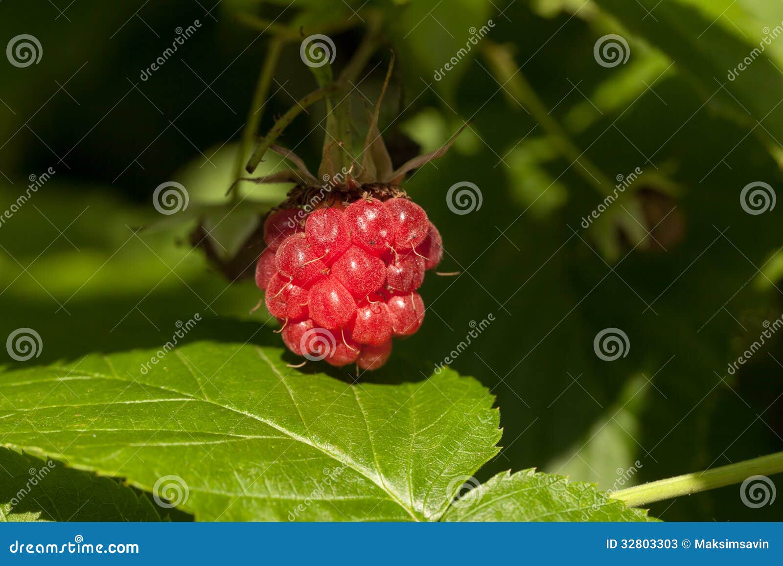 Framboises sur le buisson image stock. Image du arrêter 32803303