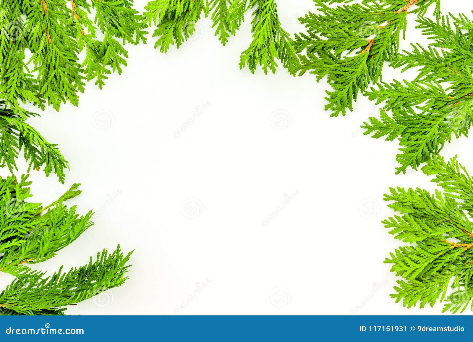Frame or Background with Juniper for Image Editing, Image Design. Juniper  Branch on White Background Top View Copy Space Stock Image - Image of  background, decorative: 117151931