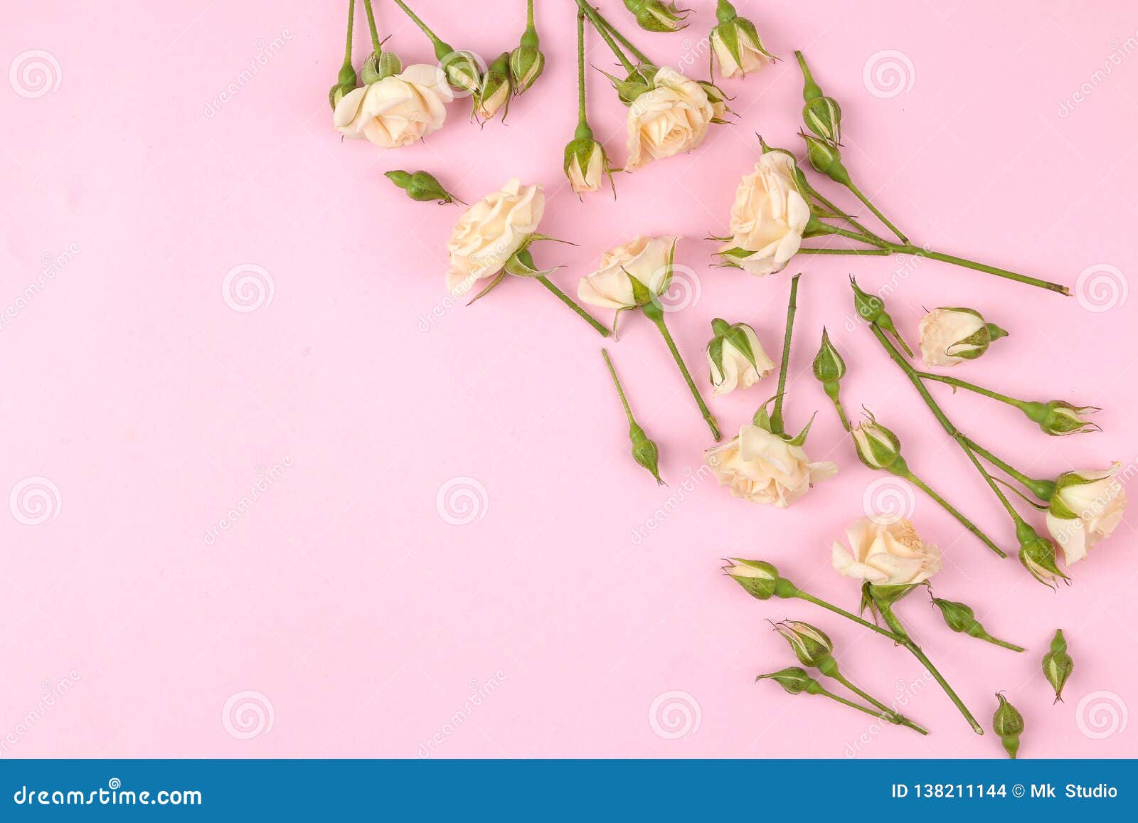 Frame of Beige Beautiful Mini Roses on a Bright Pink Background ...