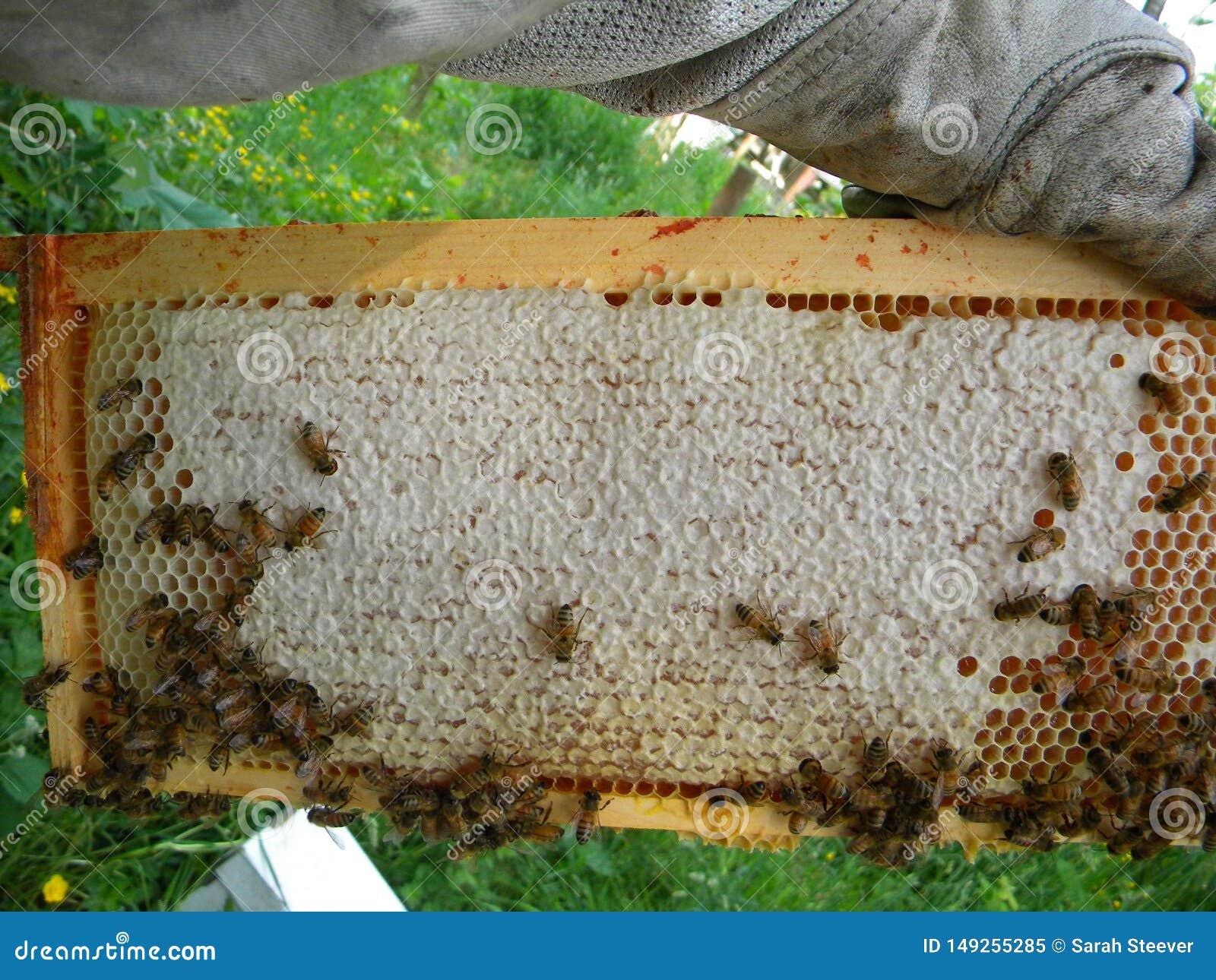 super frame of capped honey and nectar