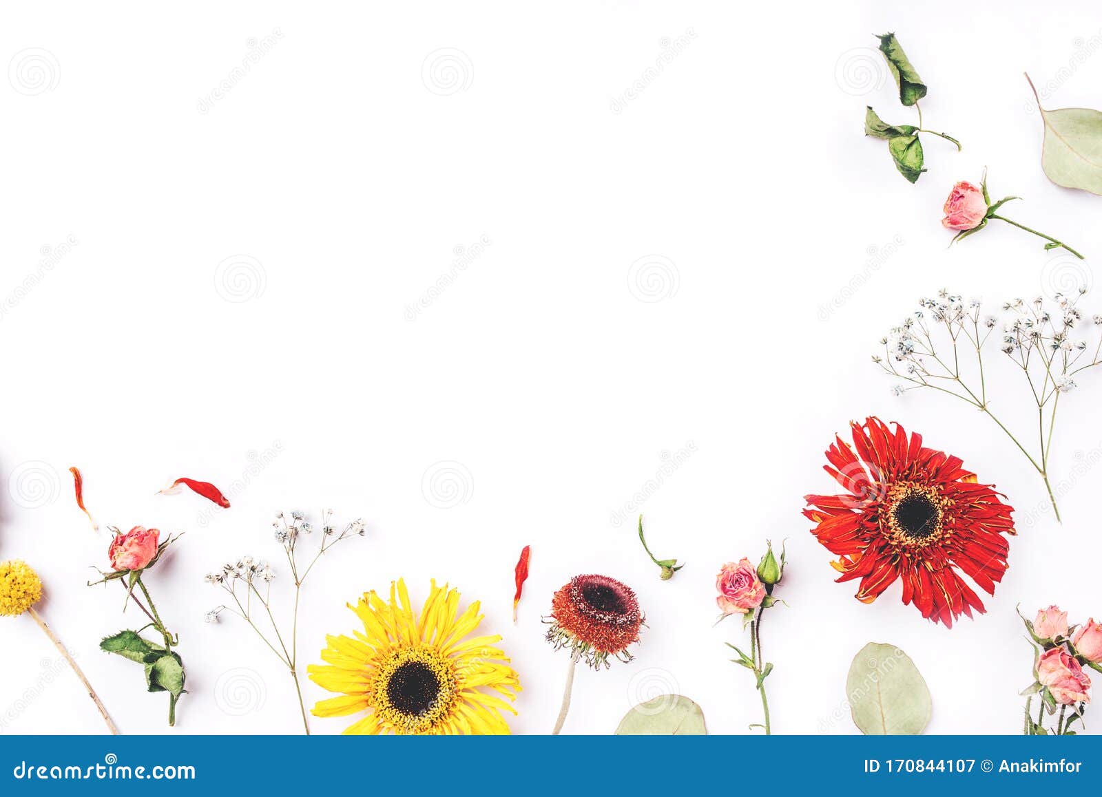 Frame of Dry Flowers on White Background Stock Image Image of mockup