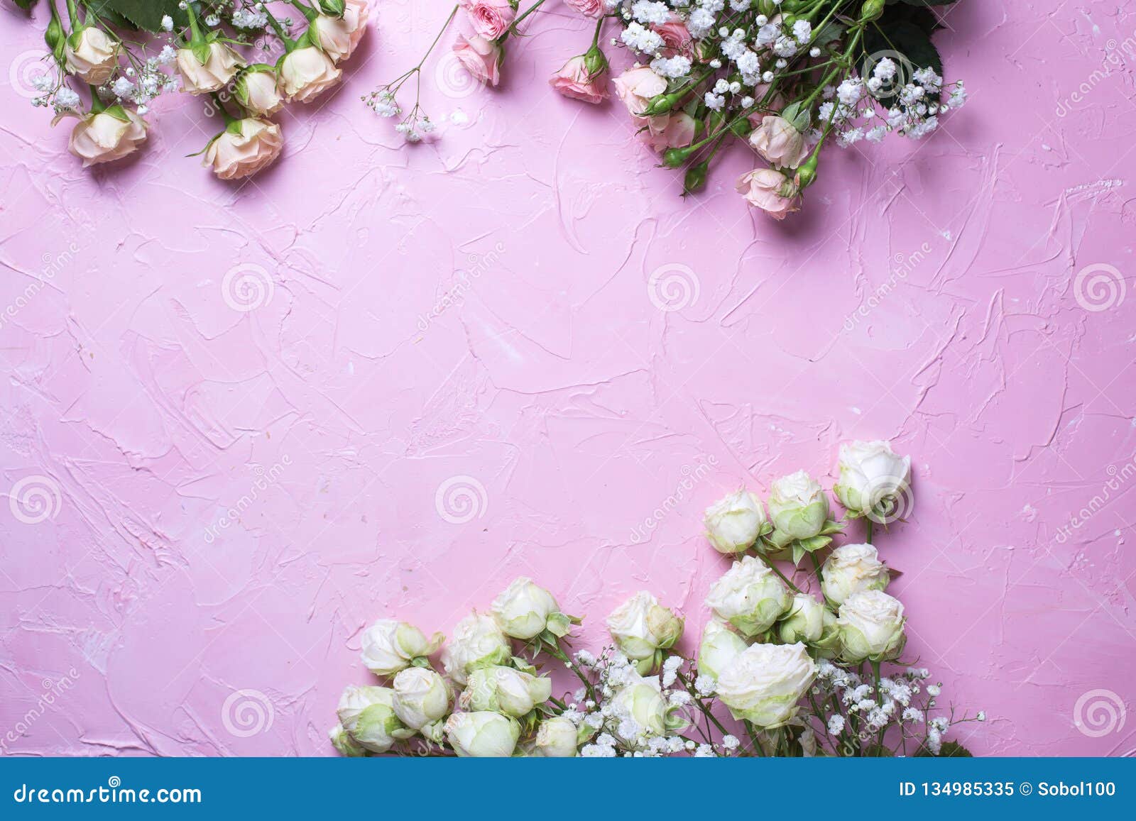 frame from fresh white gypsofila and white rose flowers on pink textured background