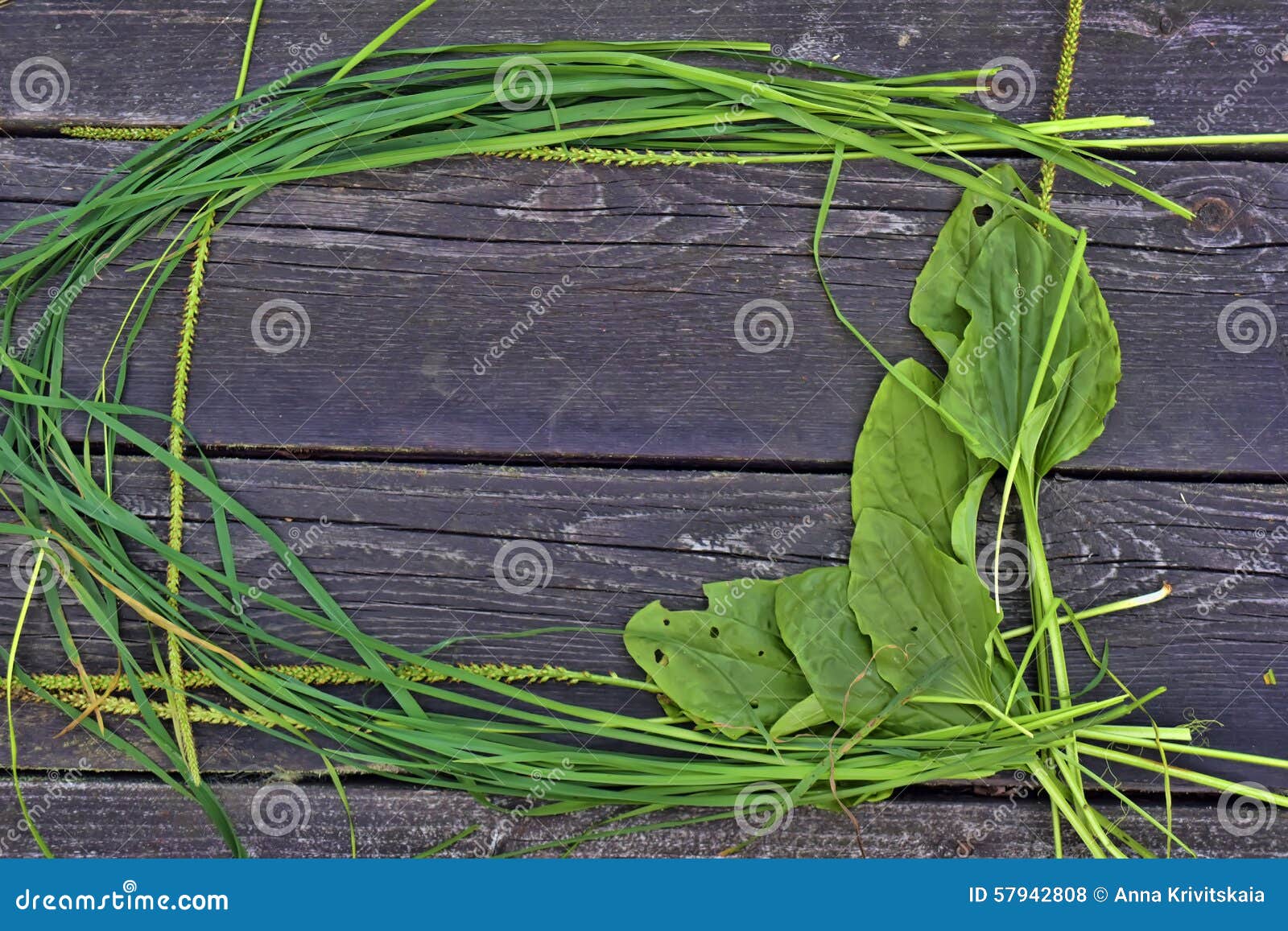 frame of grass and plantain