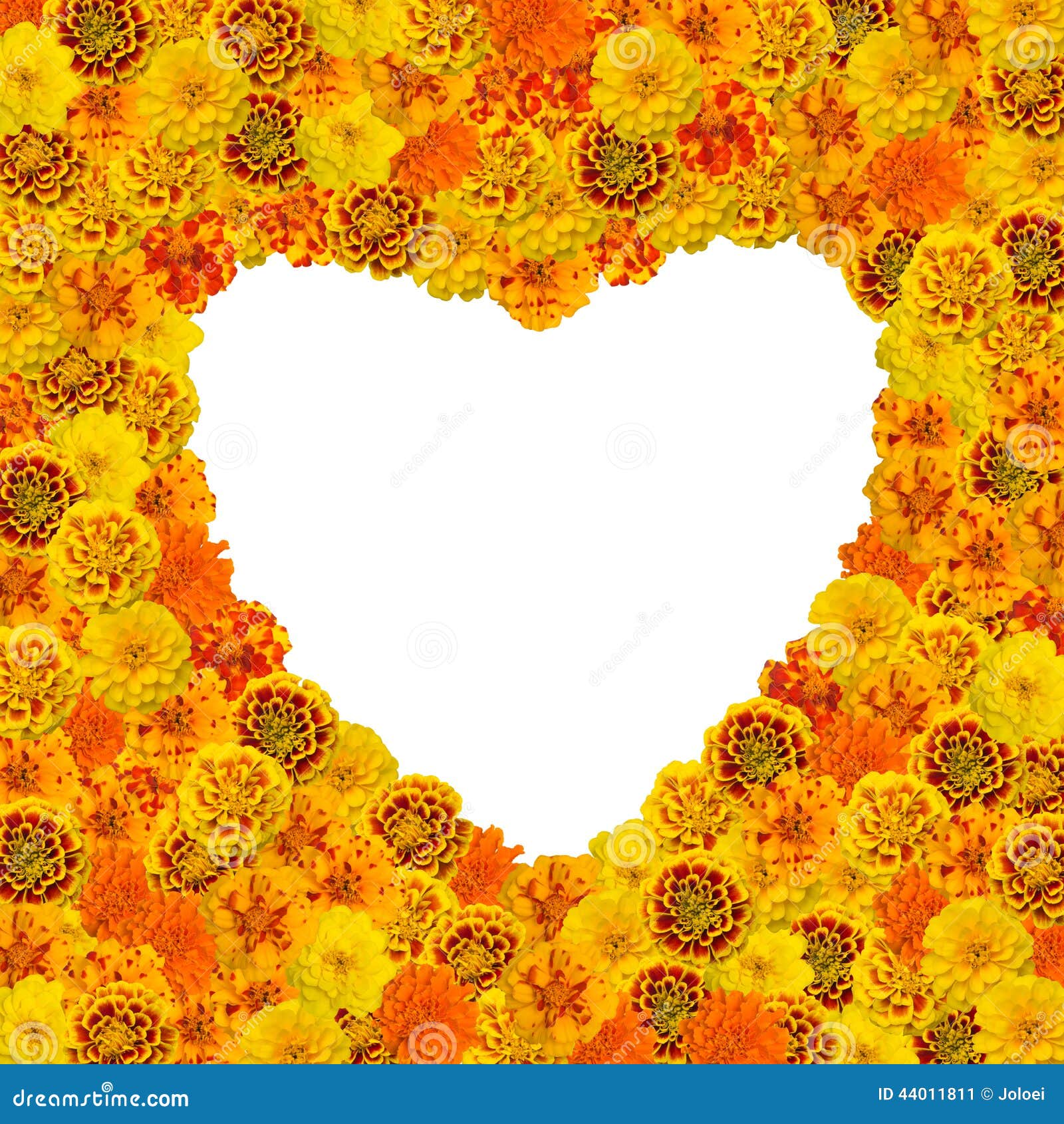 Frame Heart Of French Marigolds Stock Image Image of spring, patula