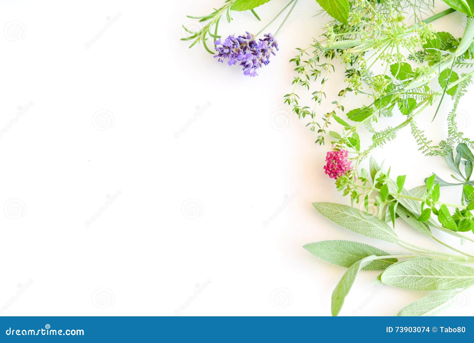 Frame Of Herbs On White Background Stock Photo - Image of ... Frame Of Herbs On Wh